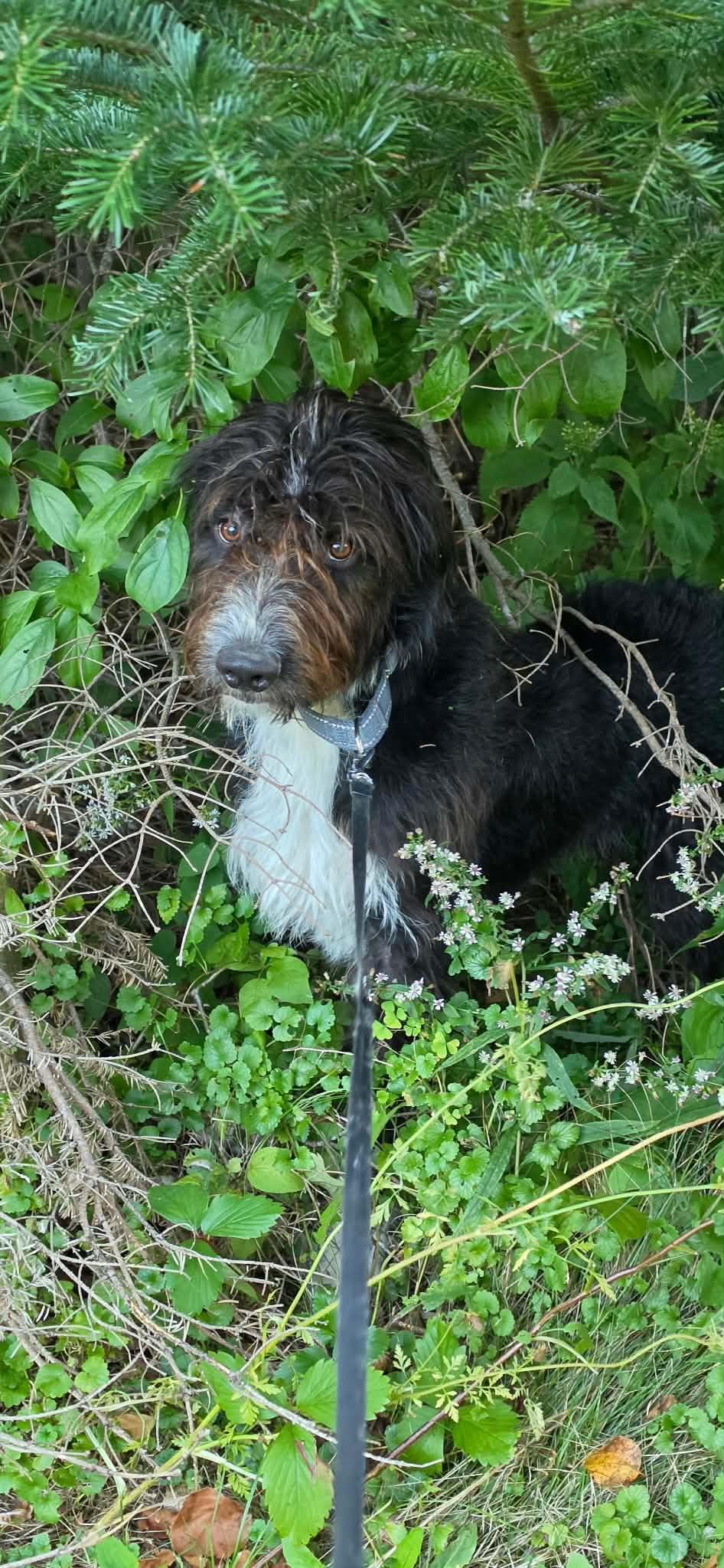 Enlarge Jay, a Adoptable mixed breed in Brunswick, ME image 1/2
