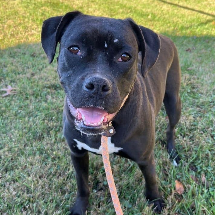 Jade, Adoptable, Young Female Pit Bull Terrier.