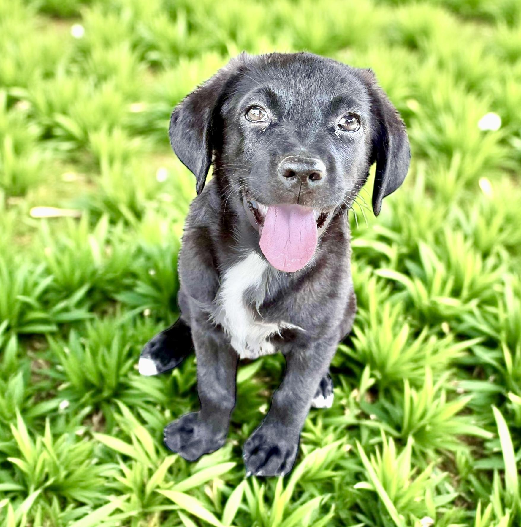 Billy, an adoptable Labrador Retriever in Green River, UT, 84525 | Photo Image 1