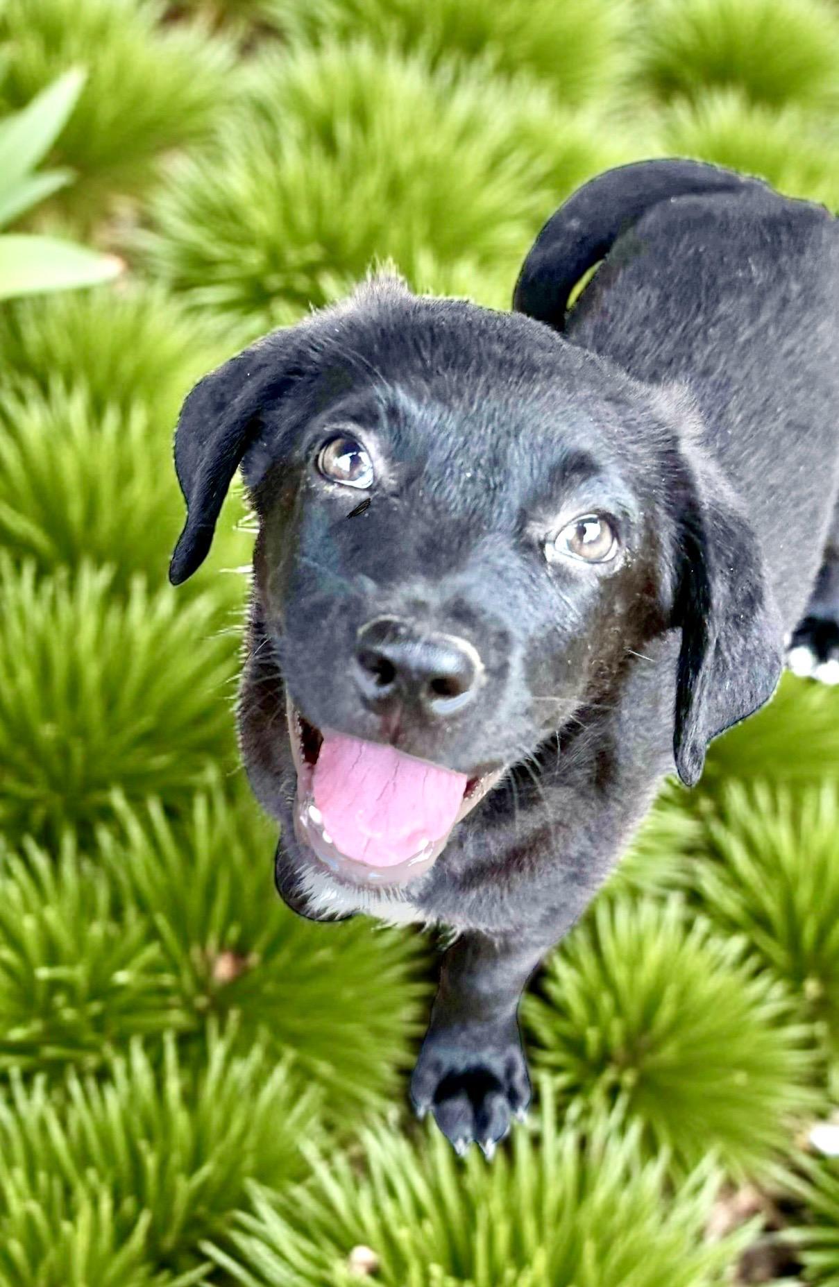 Billy, an adoptable Labrador Retriever in Green River, UT, 84525 | Photo Image 2