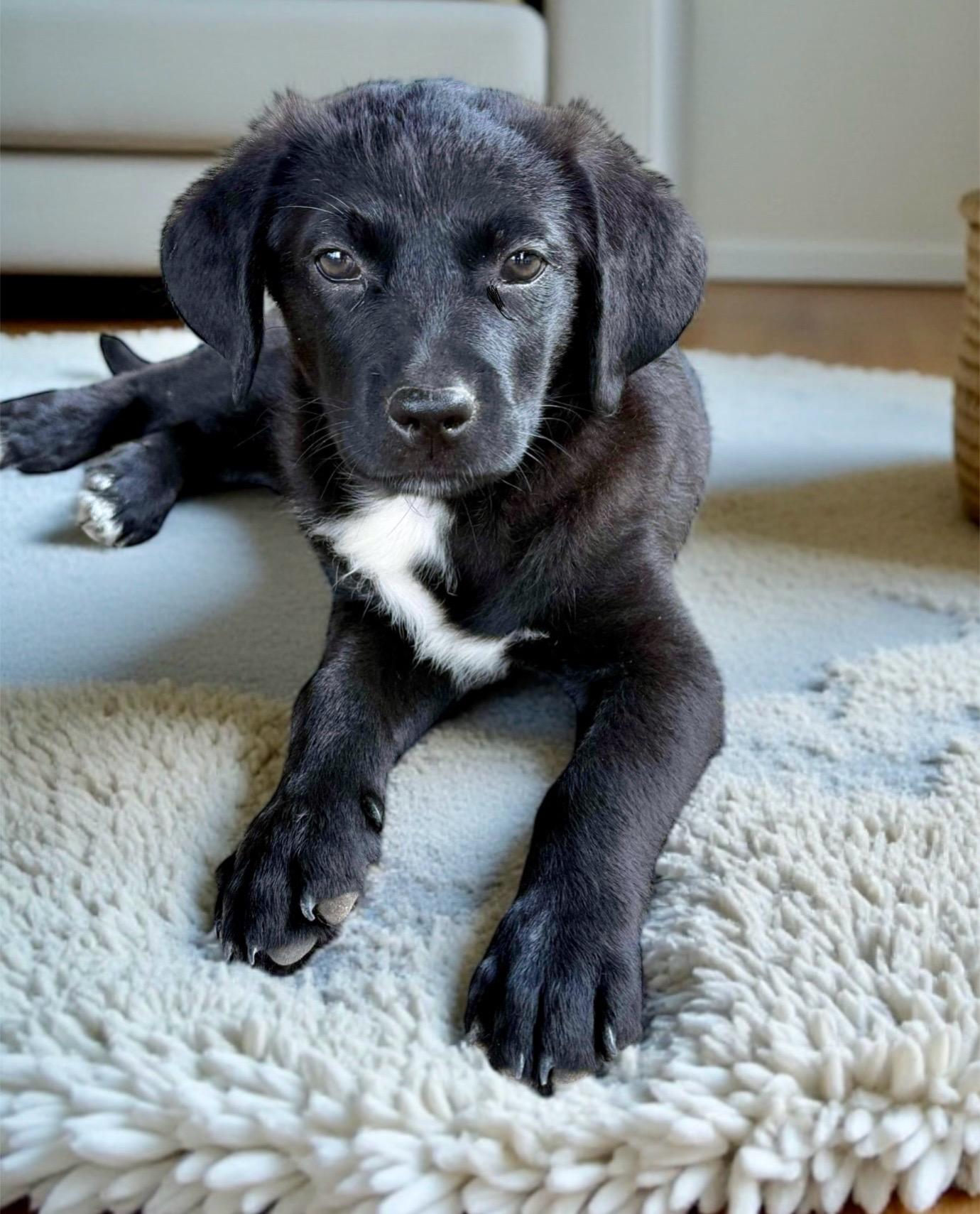 Billy, an adoptable Labrador Retriever in Green River, UT, 84525 | Photo Image 3