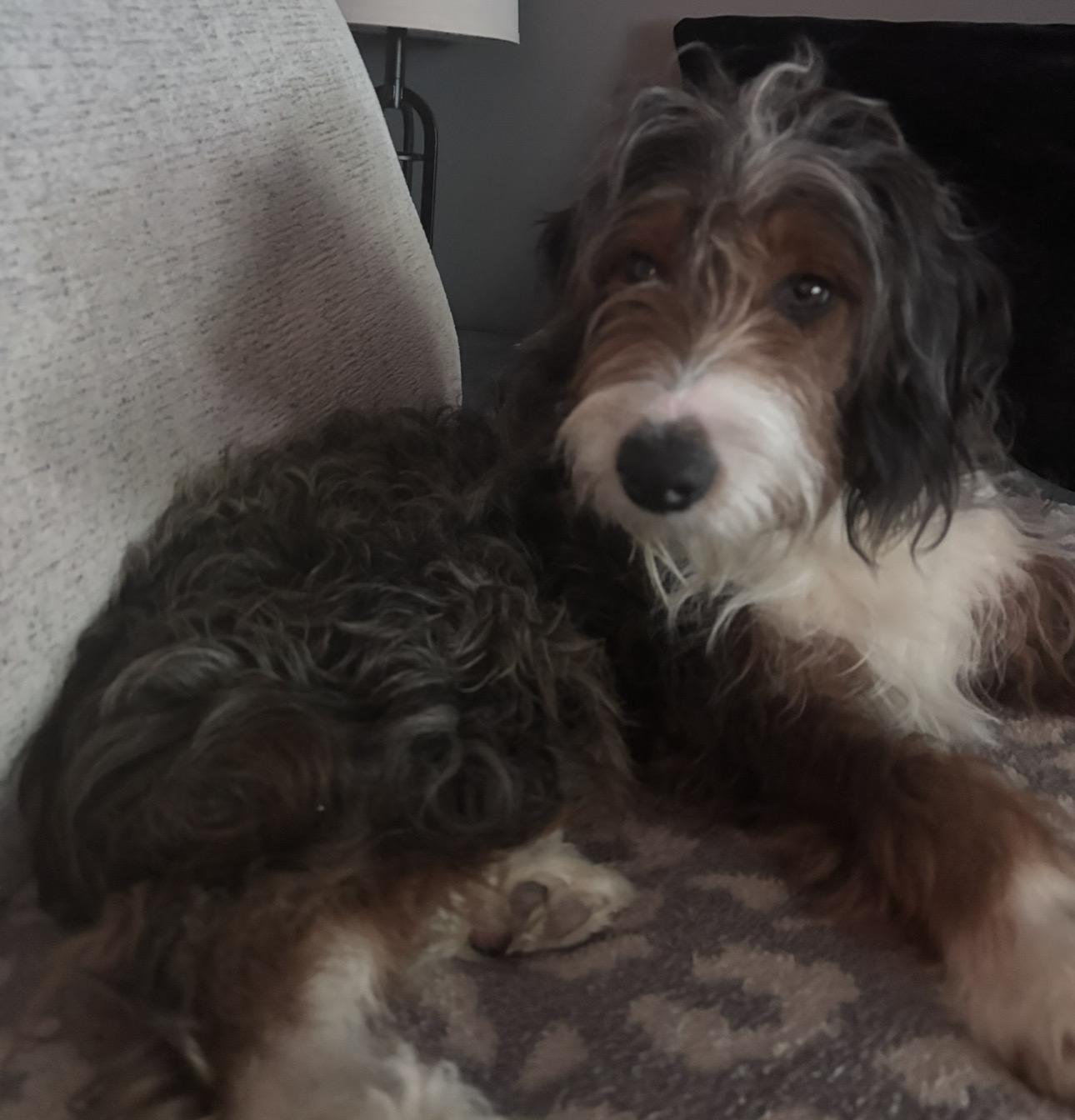 Enlarge Ollie, an adopted Aussiedoodle in Saratoga Springs, NY image 2/2
