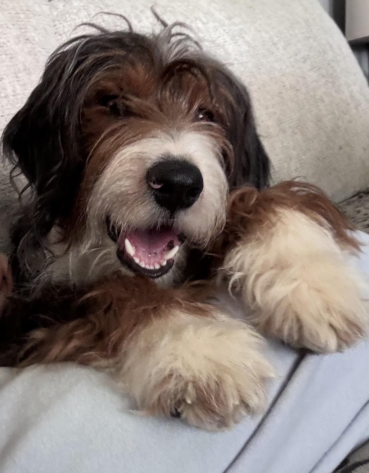 Ollie, adopted, Young Male Aussiedoodle.