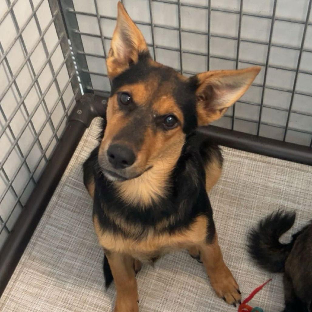 Enlarge EMBER, a Adoptable Shepherd in Chico, CA image 1/1