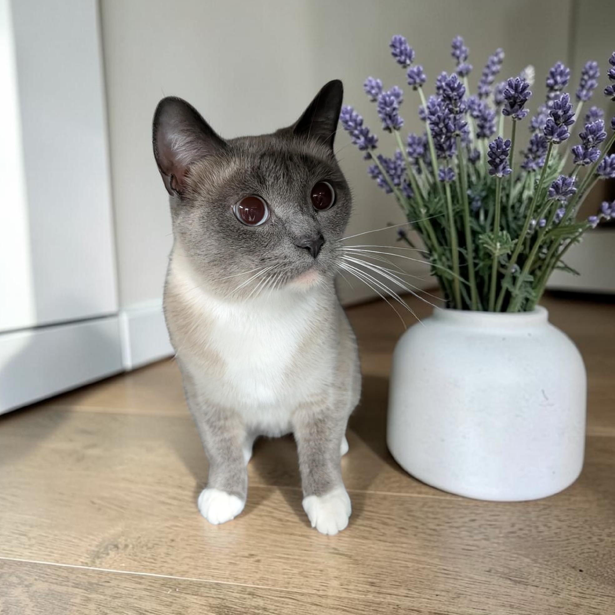 Robin, adopted, Young Female Tonkinese.