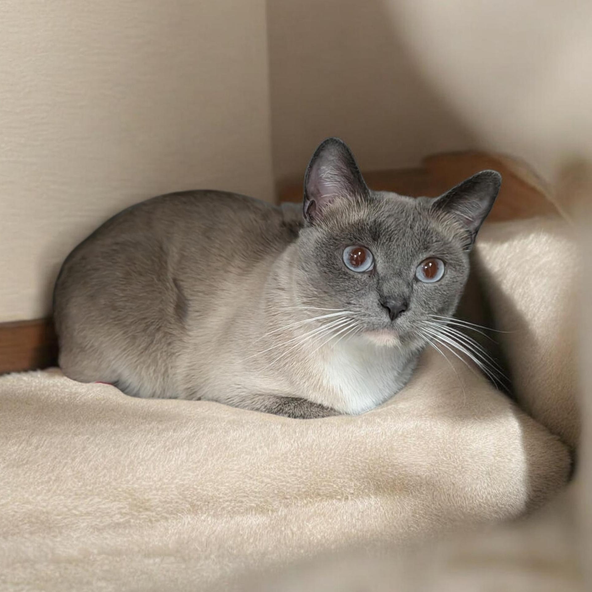 Robin, an adopted mixed breed in Wilmington, OH image 2/4