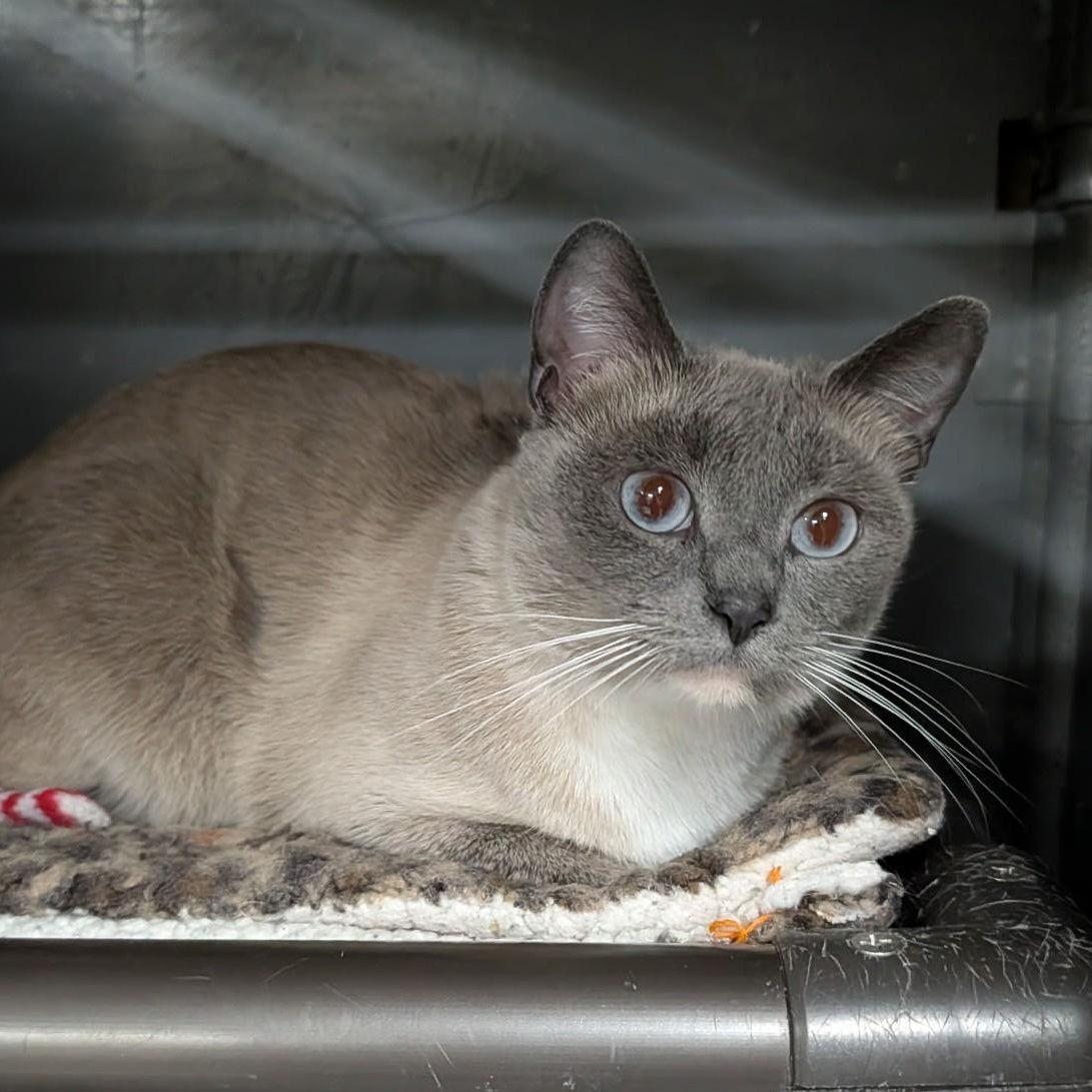 Robin, an adopted mixed breed in Wilmington, OH image 4/4