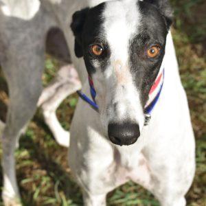 Enlarge jsp zibby do, a Adopted Greyhound in grandville, MI image 1/1