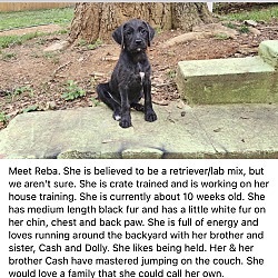 Reba, Adopted, Puppy Female Black Labrador Retriever.