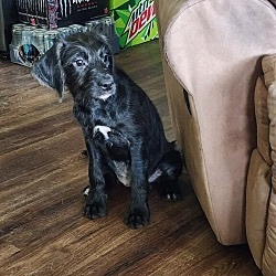 Enlarge Reba, a Adopted mixed breed in Knoxville, TN image 2/3