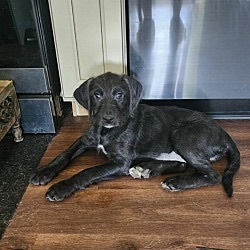 Enlarge Reba, a Adopted mixed breed in Knoxville, TN image 3/3