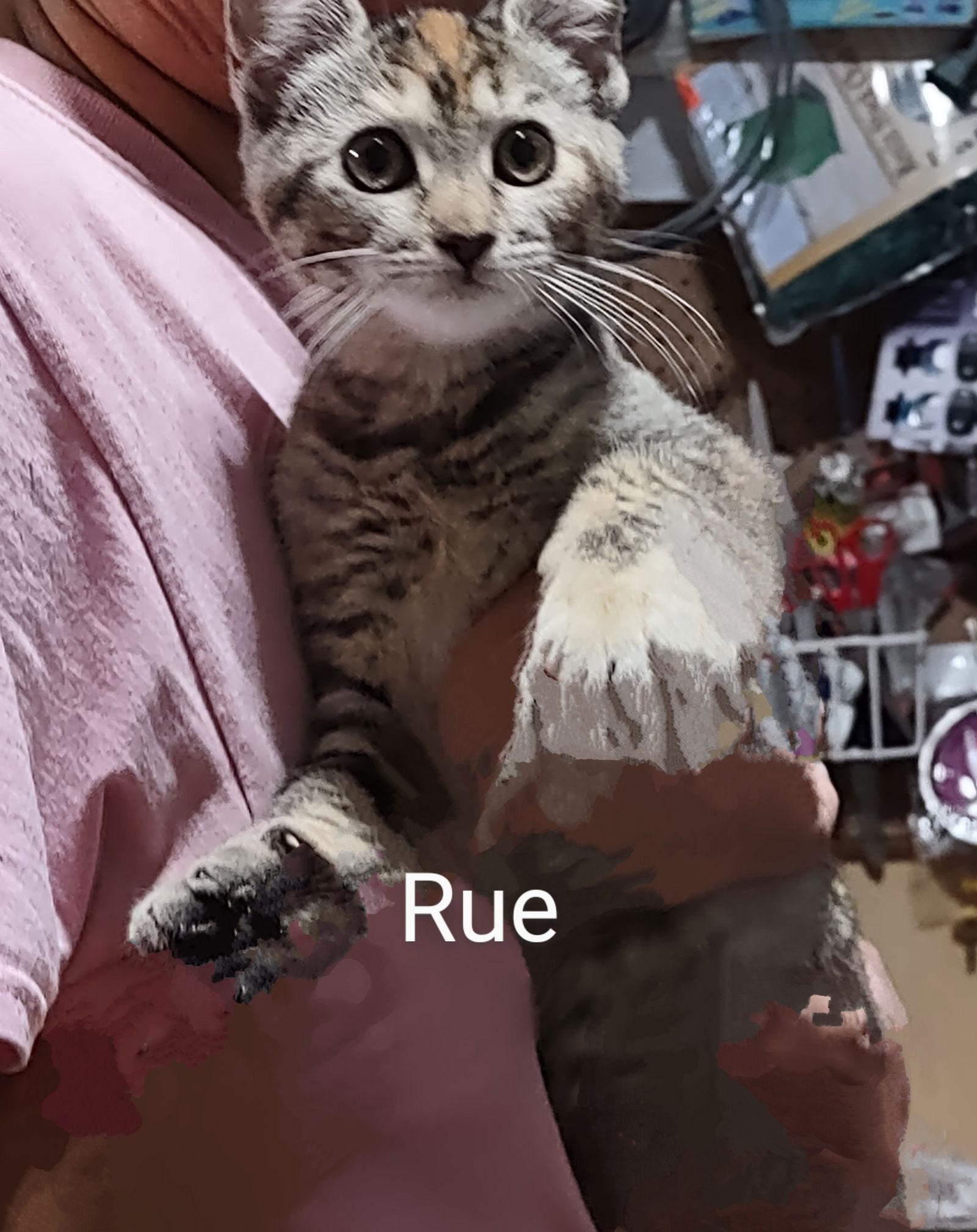 Rue, Adoptable, Kitten Female Torbie.