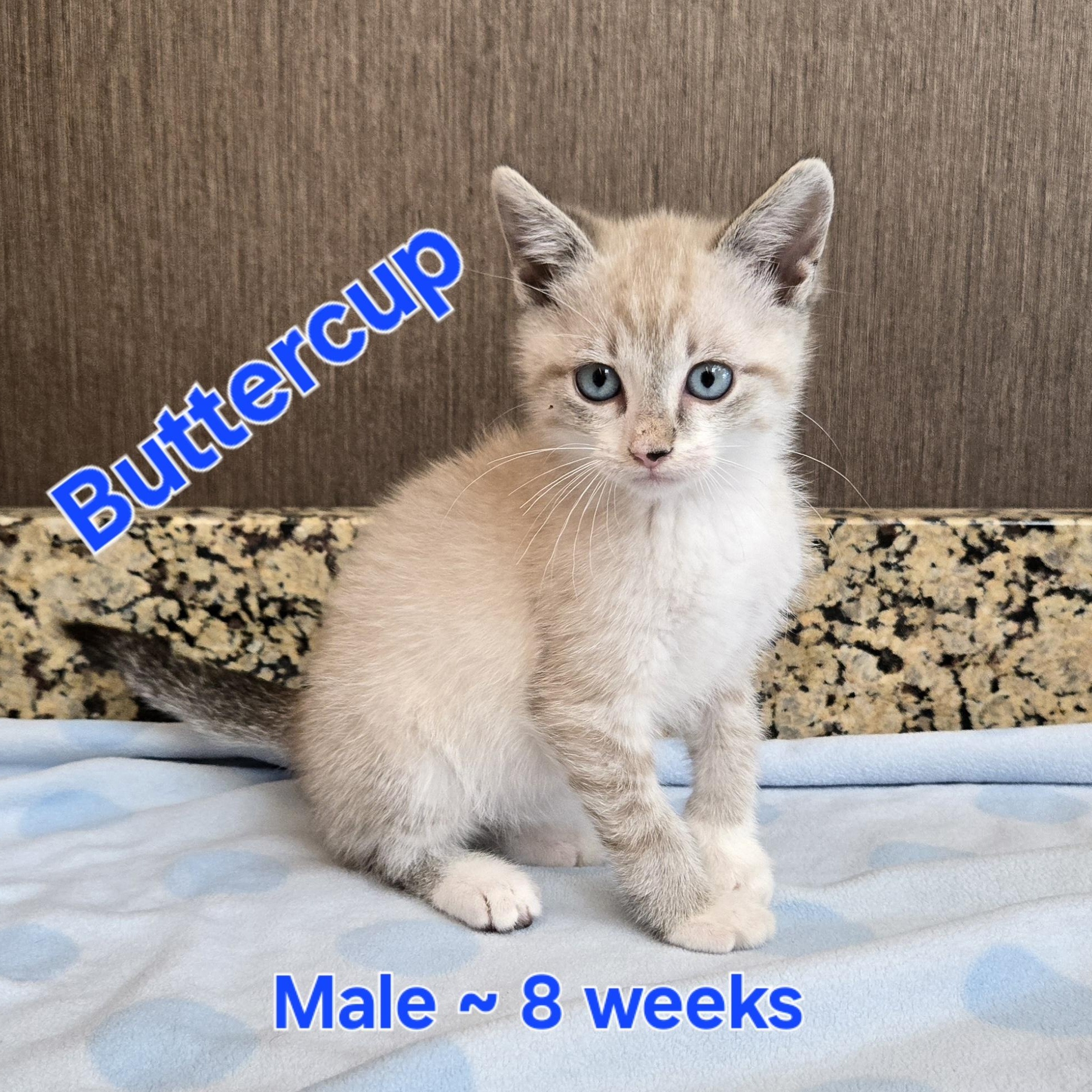 Buttercup