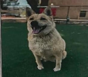 Lilo, Adoptable, Adult Female German Shepherd Dog.
