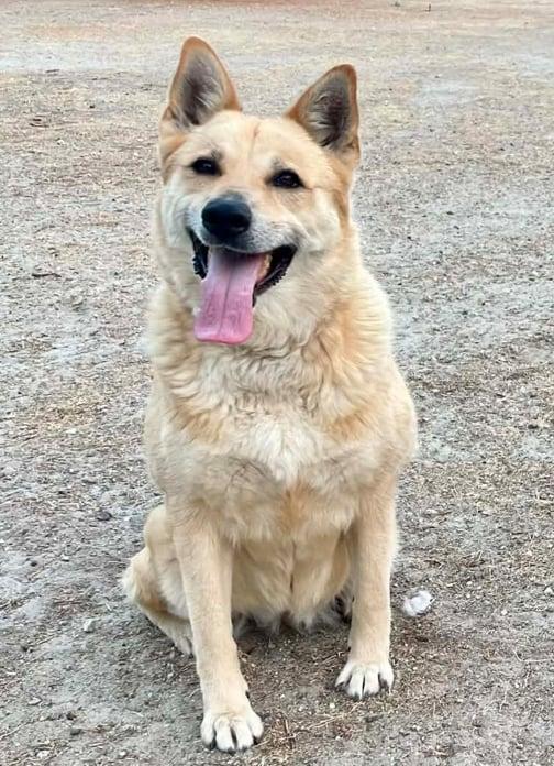 Lilo, Adoptable, Adult Female German Shepherd Dog.