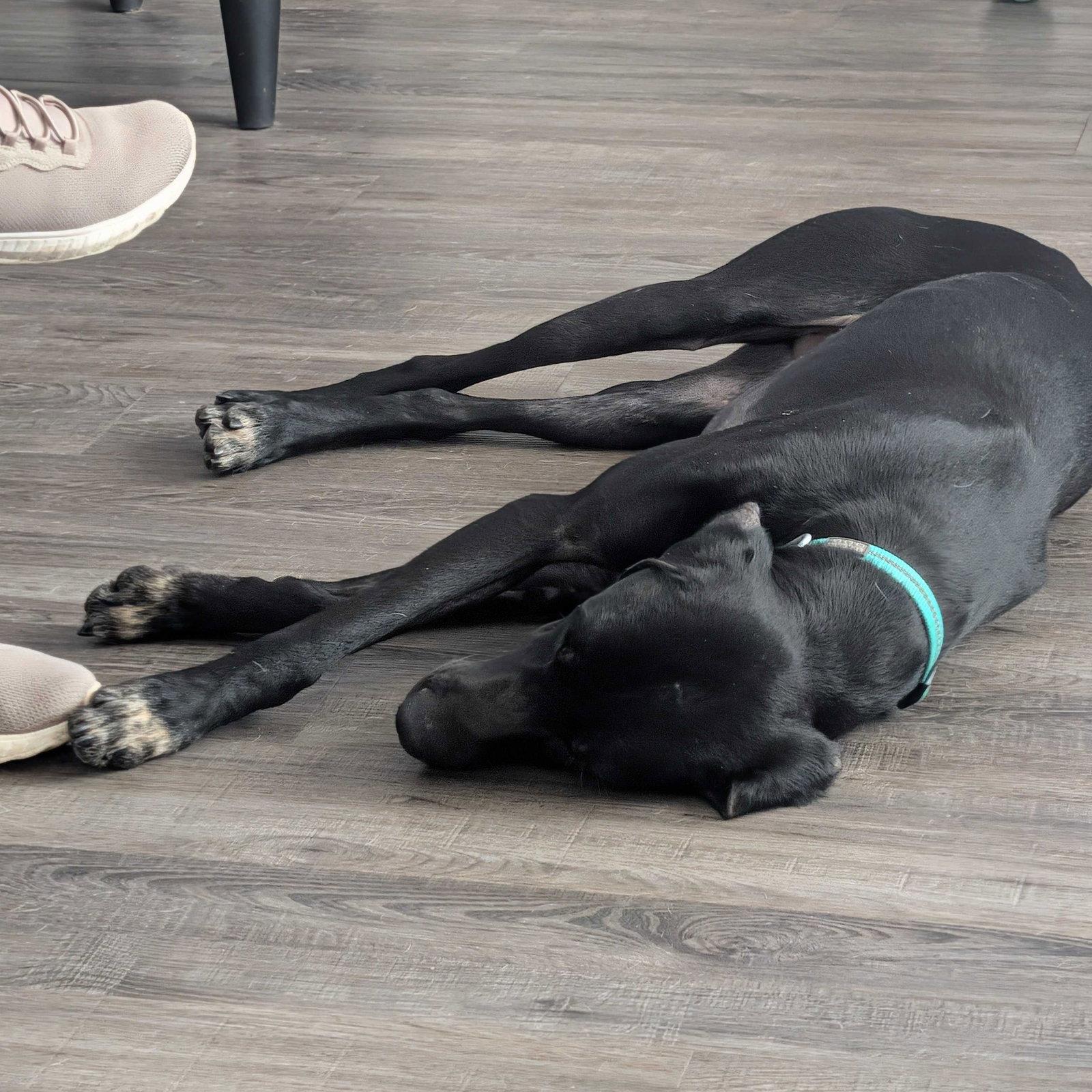 Jet, Adopted, Adult Male German Shorthaired Pointer.