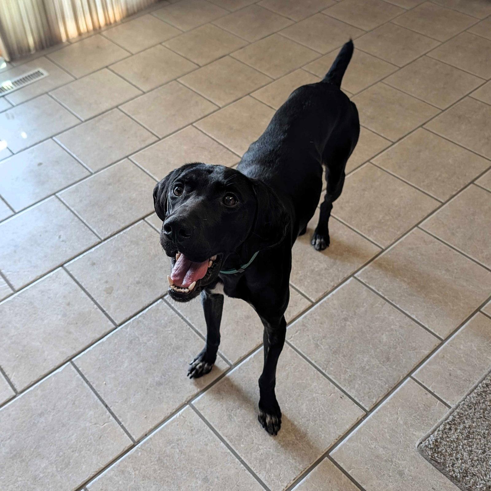 Enlarge Jet, a Adopted German Shorthaired Pointer in Omaha, NE image 2/2