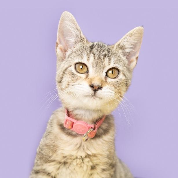 Enlarge Imposter Lulu, a Adoptable Domestic Short Hair in Durham, NC image 1/6
