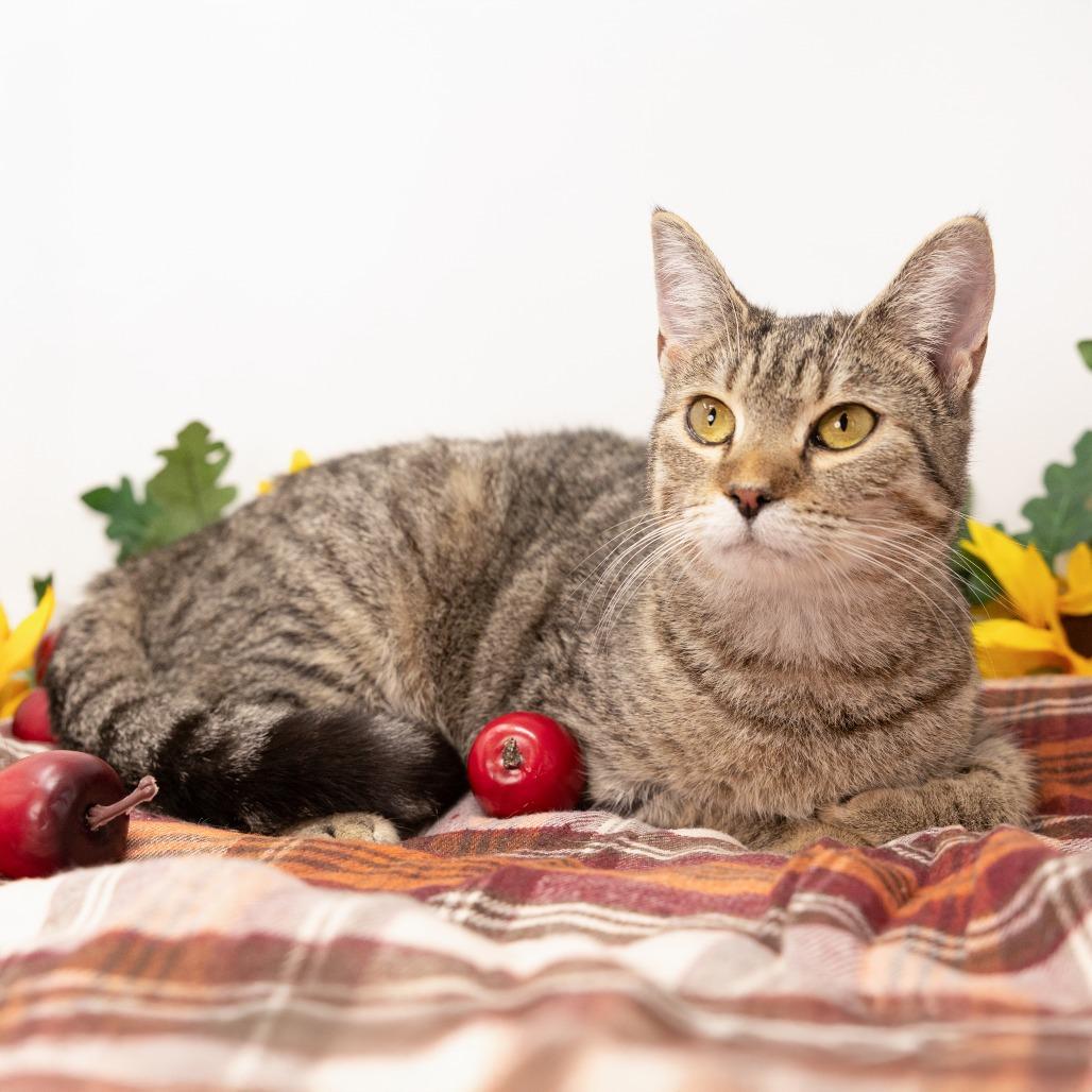 Enlarge Imposter Lulu, a Adoptable Domestic Short Hair in Durham, NC image 2/6