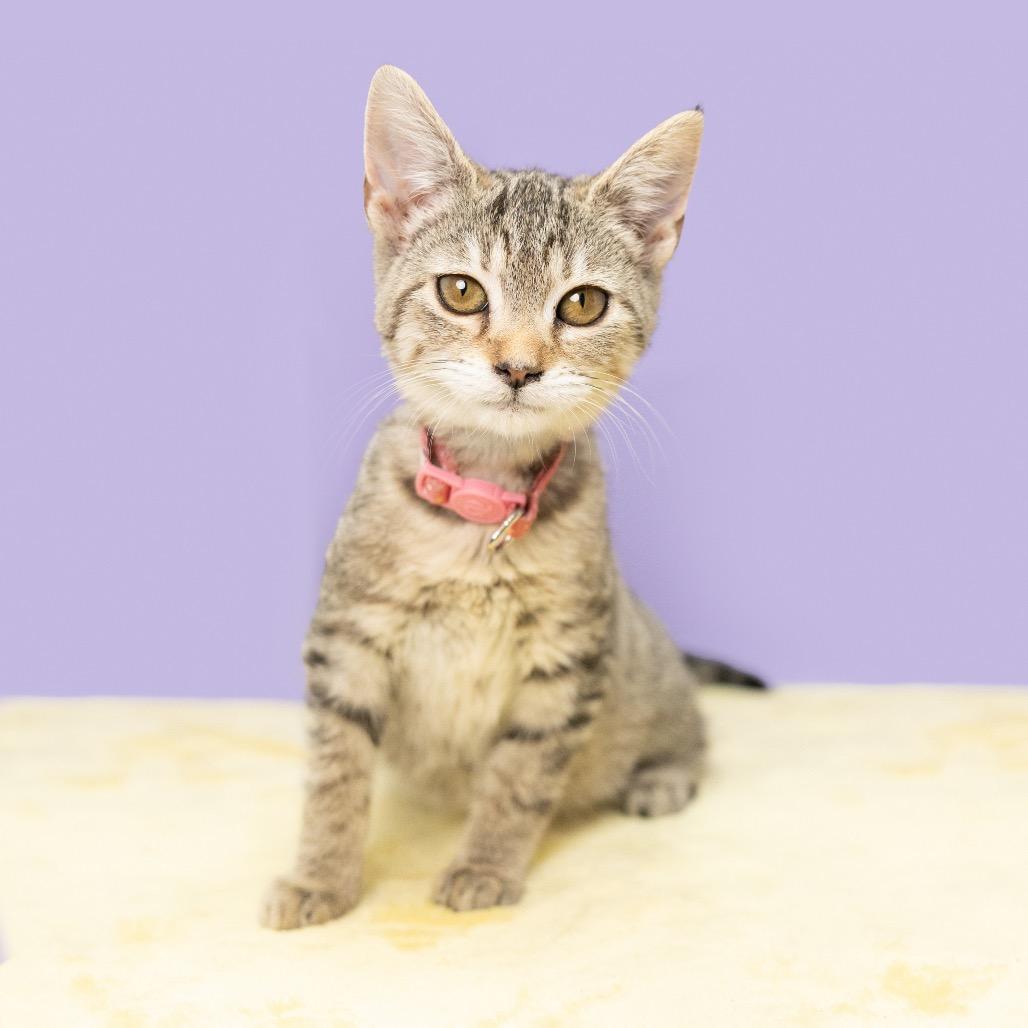 Enlarge Imposter Lulu, a Adoptable Domestic Short Hair in Durham, NC image 3/6