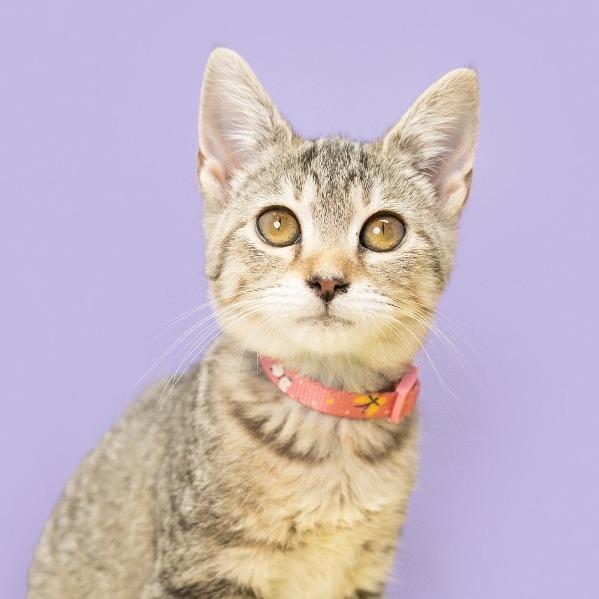 Enlarge Imposter Lulu, a Adoptable Domestic Short Hair in Durham, NC image 5/6