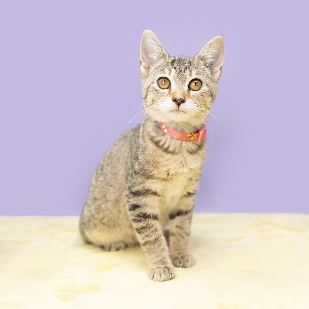 Enlarge Imposter Lulu, a Adoptable Domestic Short Hair in Durham, NC image 6/6