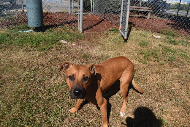 Enlarge LUCKY, a Adoptable American Bulldog in Panama City, FL image 1/1