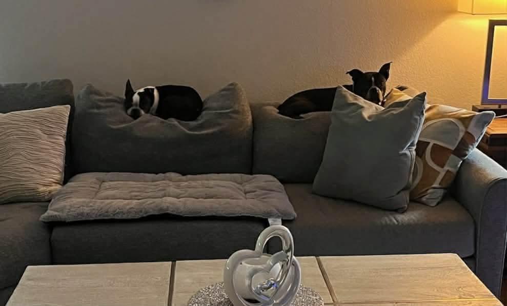 Enlarge Bean, a Adopted Boston Terrier in Van Vleck, TX image 1/2