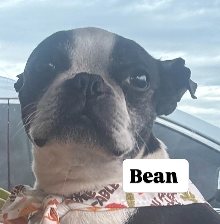 Enlarge Bean, a Adopted Boston Terrier in Van Vleck, TX image 2/2