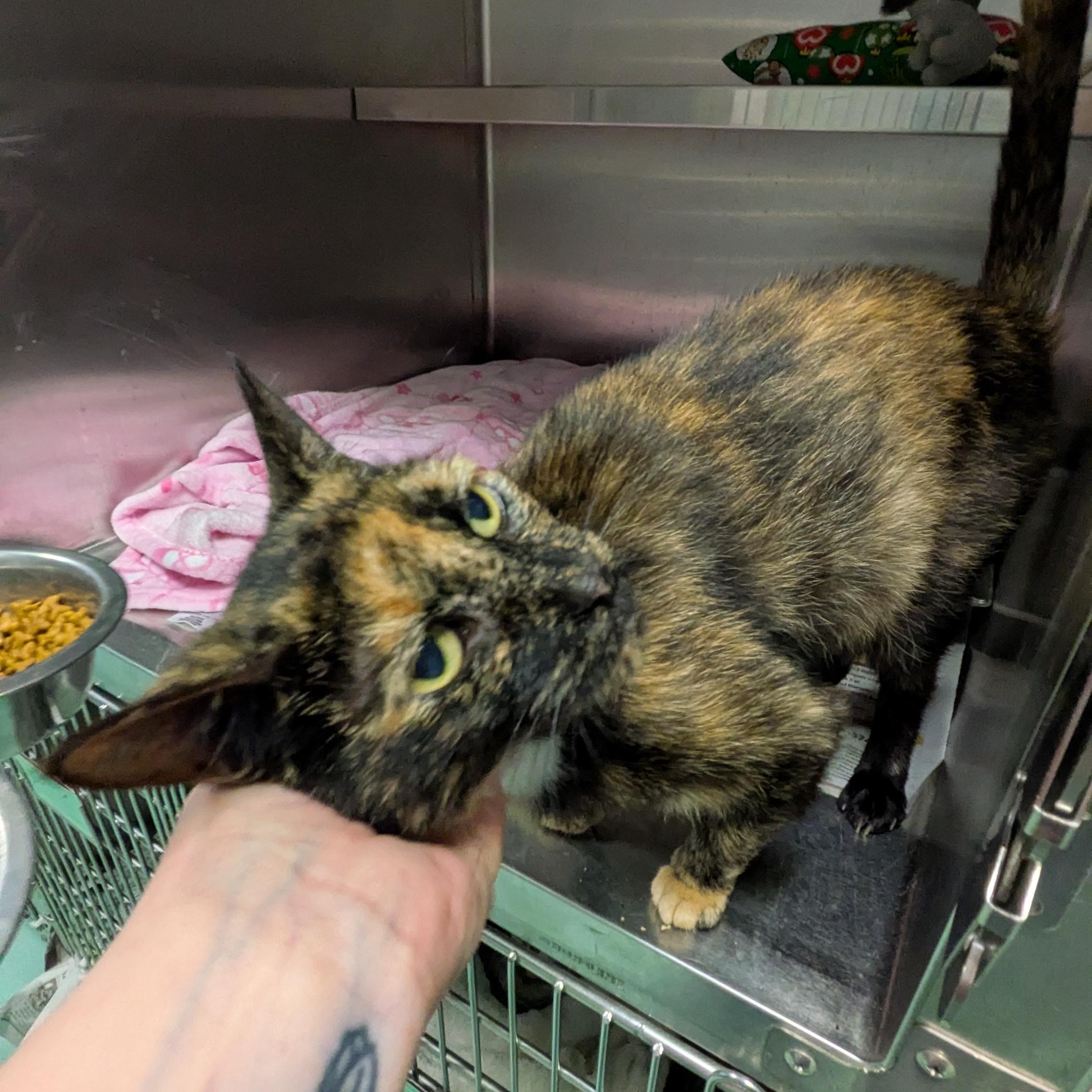 Enlarge Shenzi, a ADOPTABLE Domestic Short Hair in Buffalo, NY image 3/3