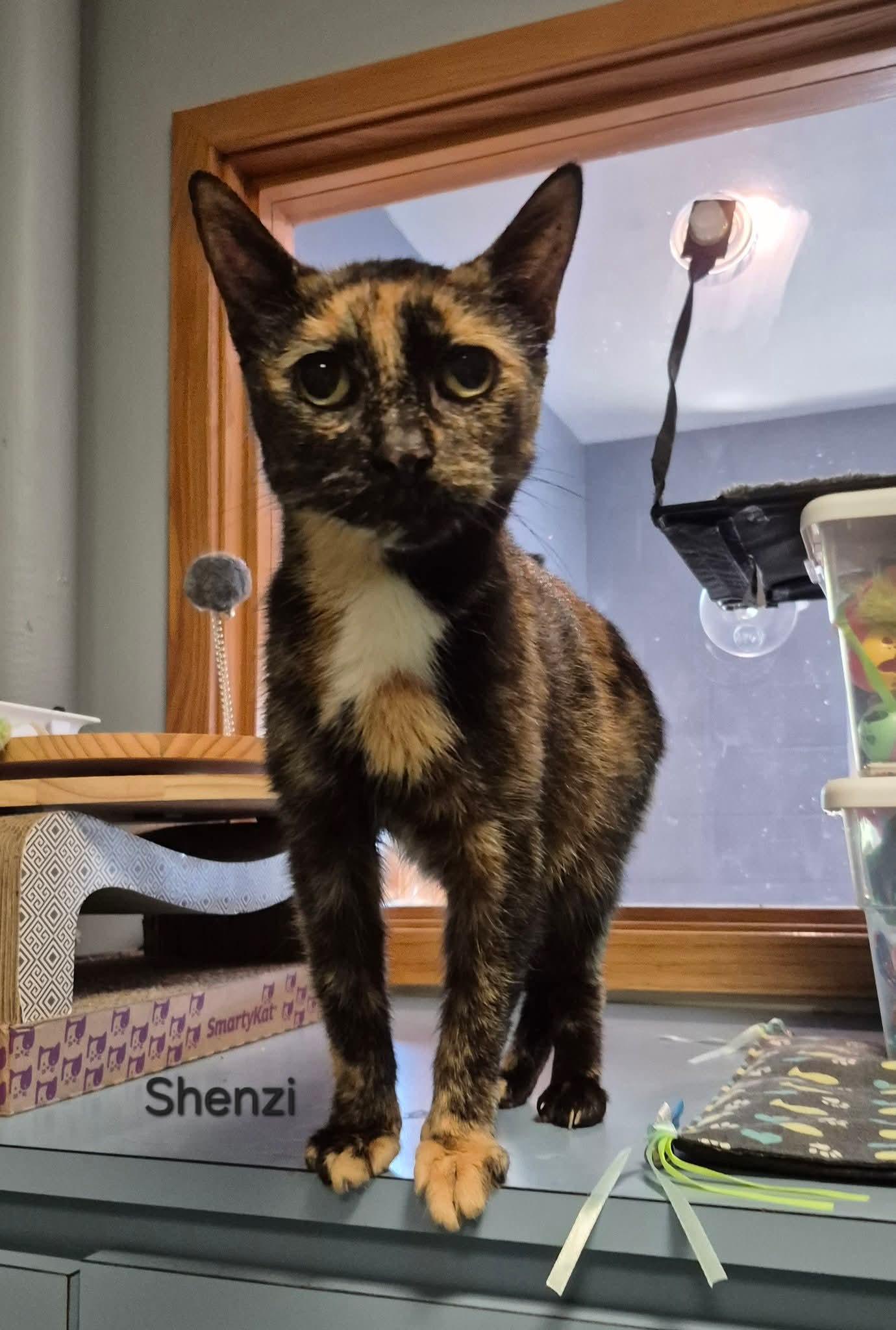 Enlarge Shenzi, a ADOPTABLE Domestic Short Hair in Buffalo, NY image 2/3