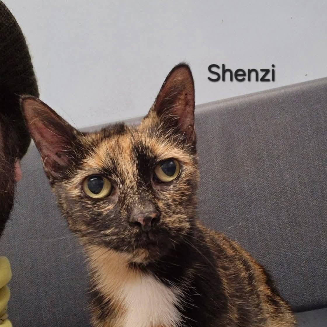 Enlarge Shenzi, a ADOPTABLE Domestic Short Hair in Buffalo, NY image 1/3
