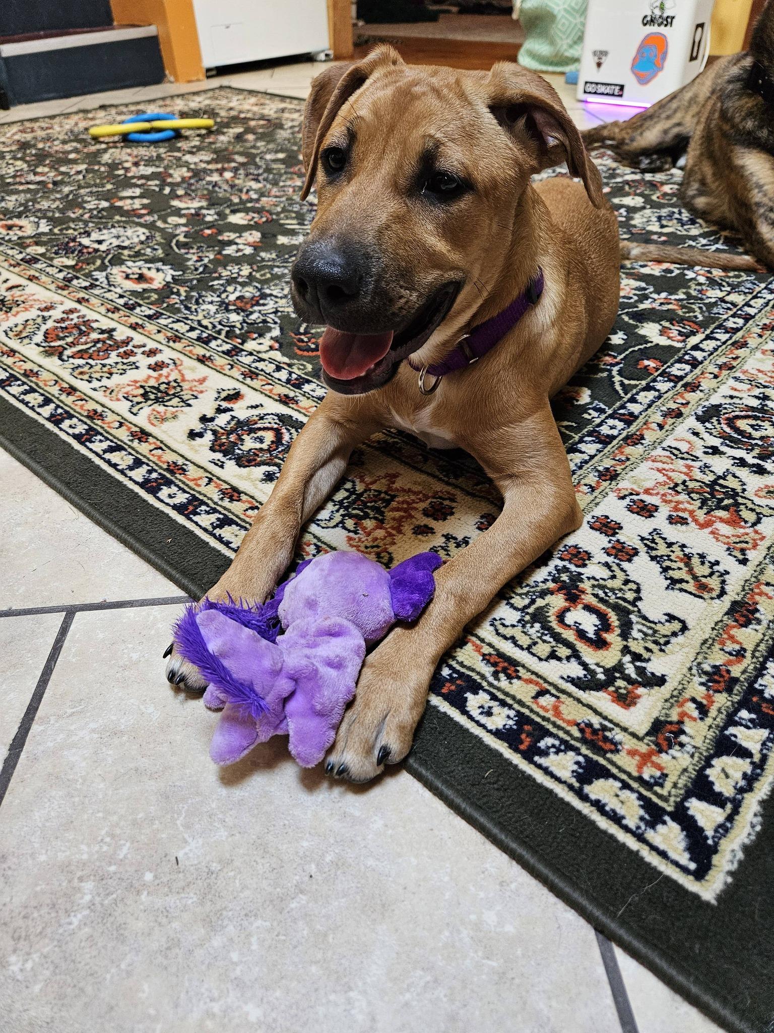 Enlarge Janis (HERE IN NH), a ADOPTABLE Mixed Breed in Northwood, NH image 5/6