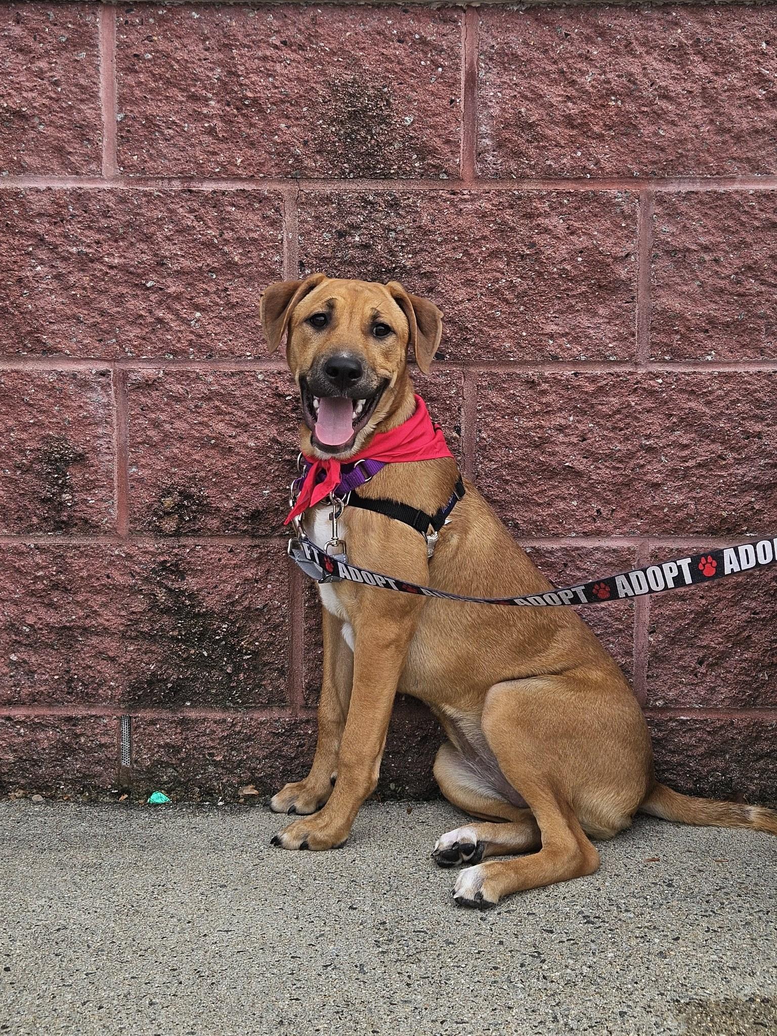 Enlarge Janis (HERE IN NH), a ADOPTABLE Mixed Breed in Northwood, NH image 6/6