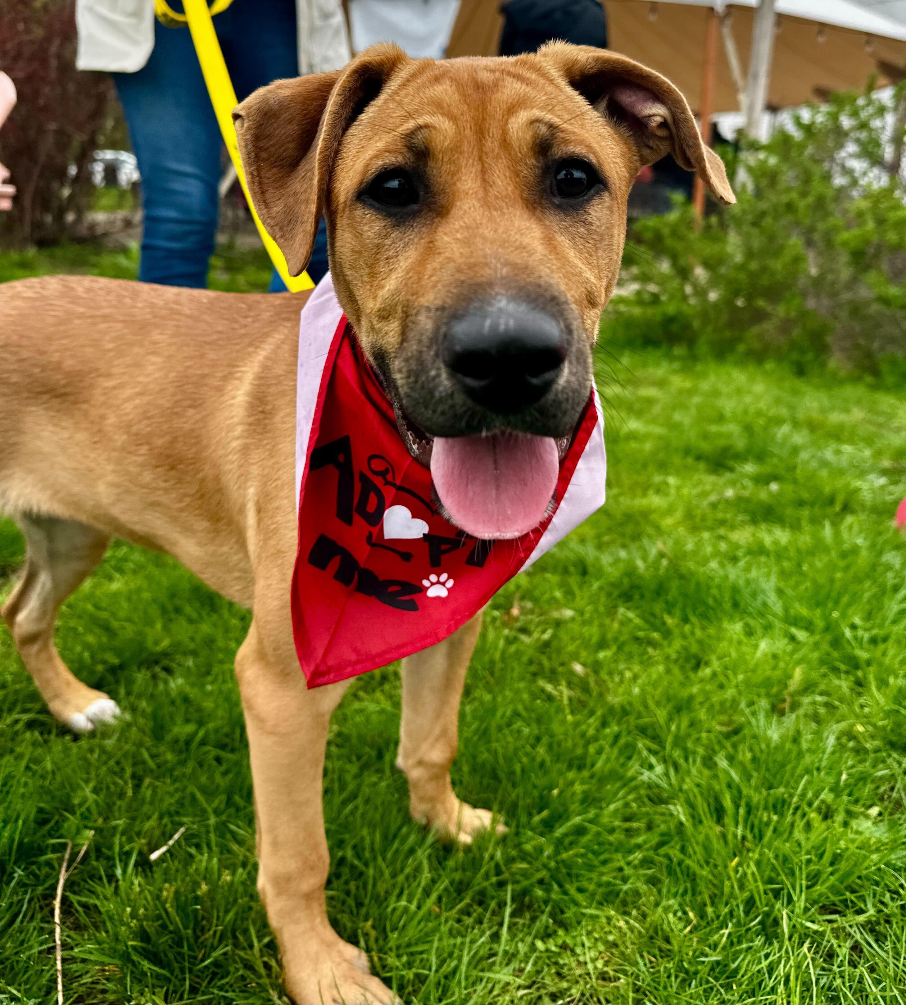 Enlarge Janis (HERE IN NH), a ADOPTABLE Mixed Breed in Northwood, NH image 2/2