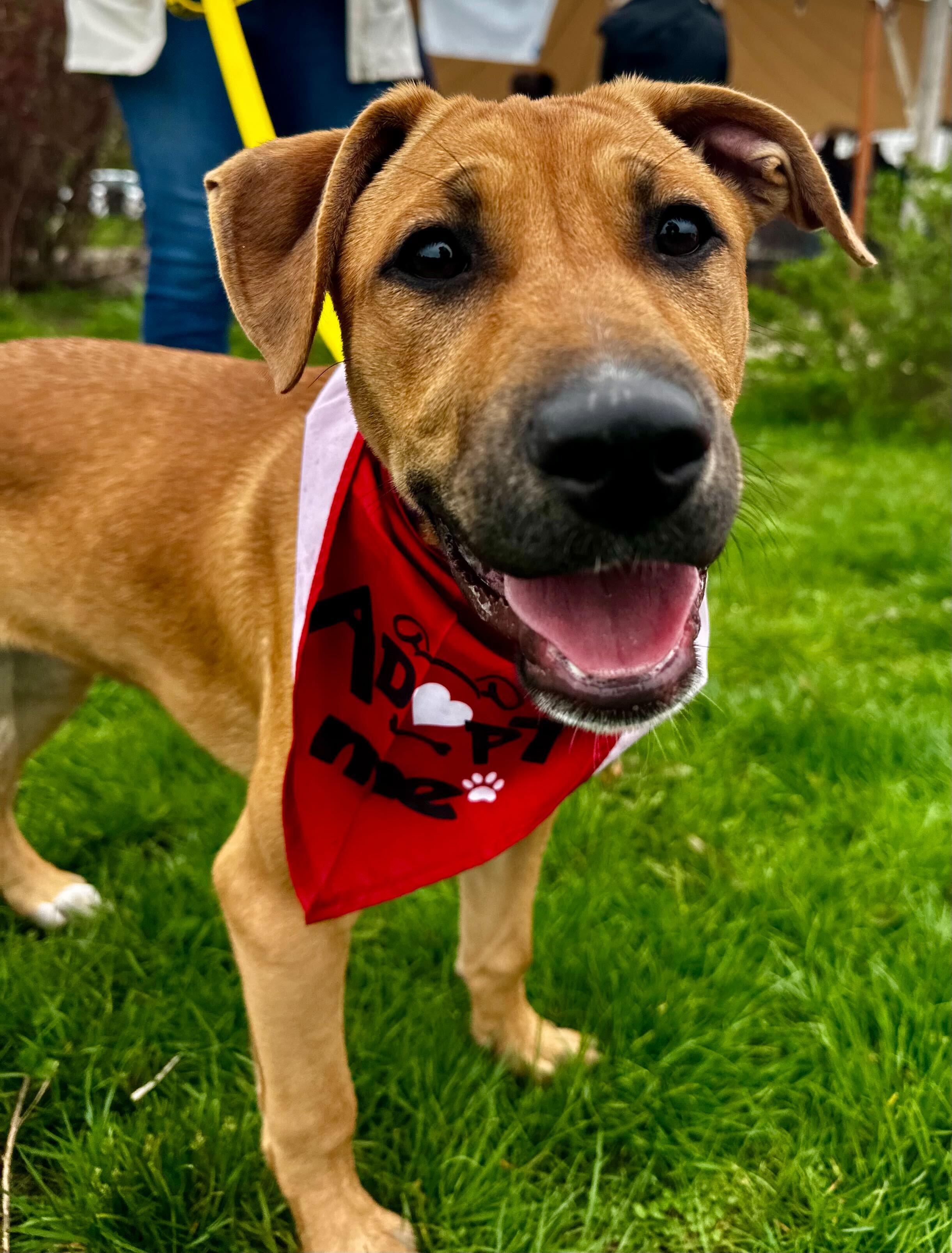 Janis (HERE IN NH), ADOPTABLE, Puppy Female Mixed Breed.