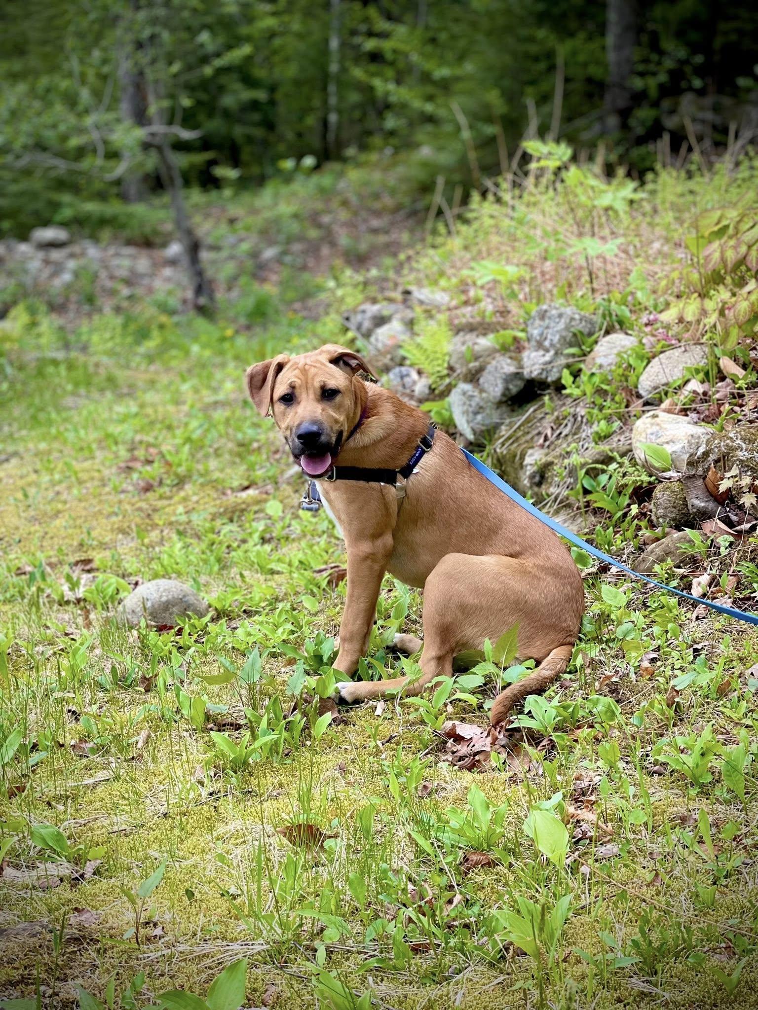 Enlarge Janis (HERE IN NH), a ADOPTABLE Mixed Breed in Northwood, NH image 2/6