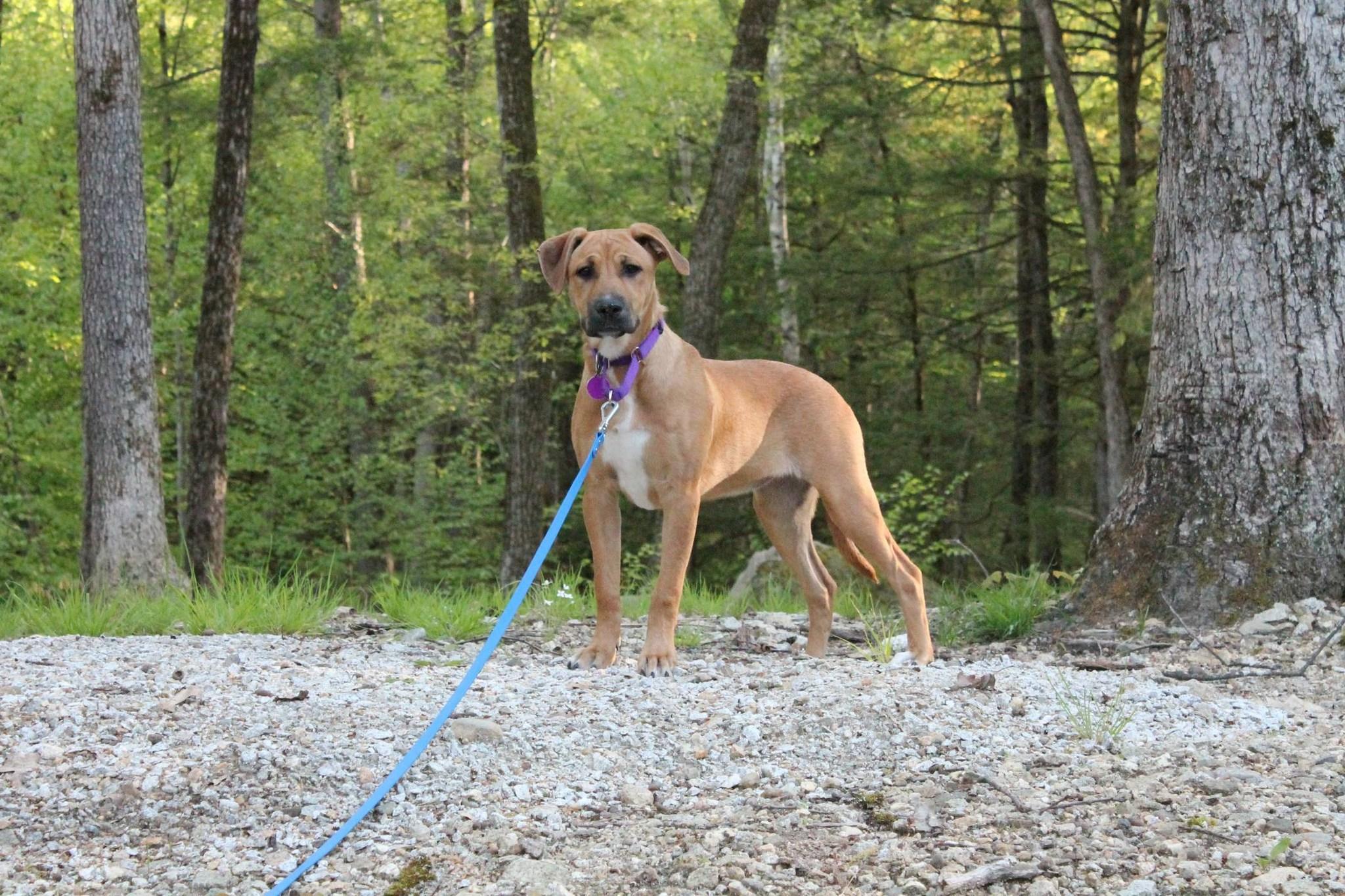 Enlarge Janis (HERE IN NH), a ADOPTABLE Mixed Breed in Northwood, NH image 4/6