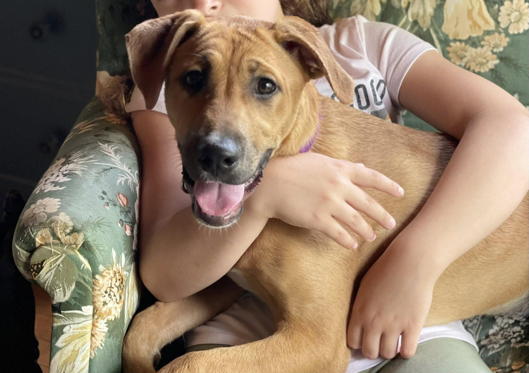 Enlarge Janis (HERE IN NH), a ADOPTABLE Mixed Breed in Northwood, NH image 3/6