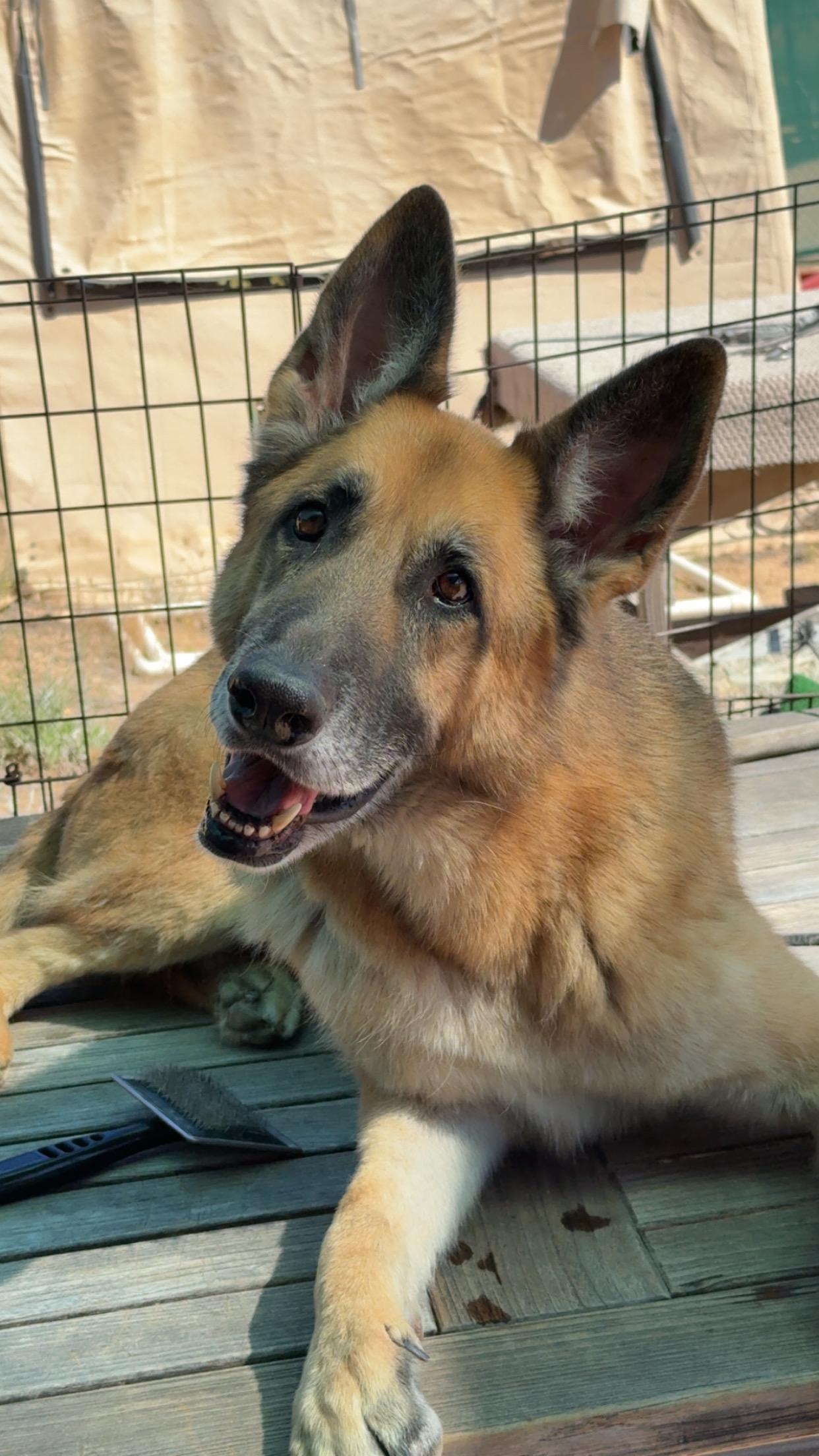Skywalker, Adoptable, Adult Male German Shepherd Dog.