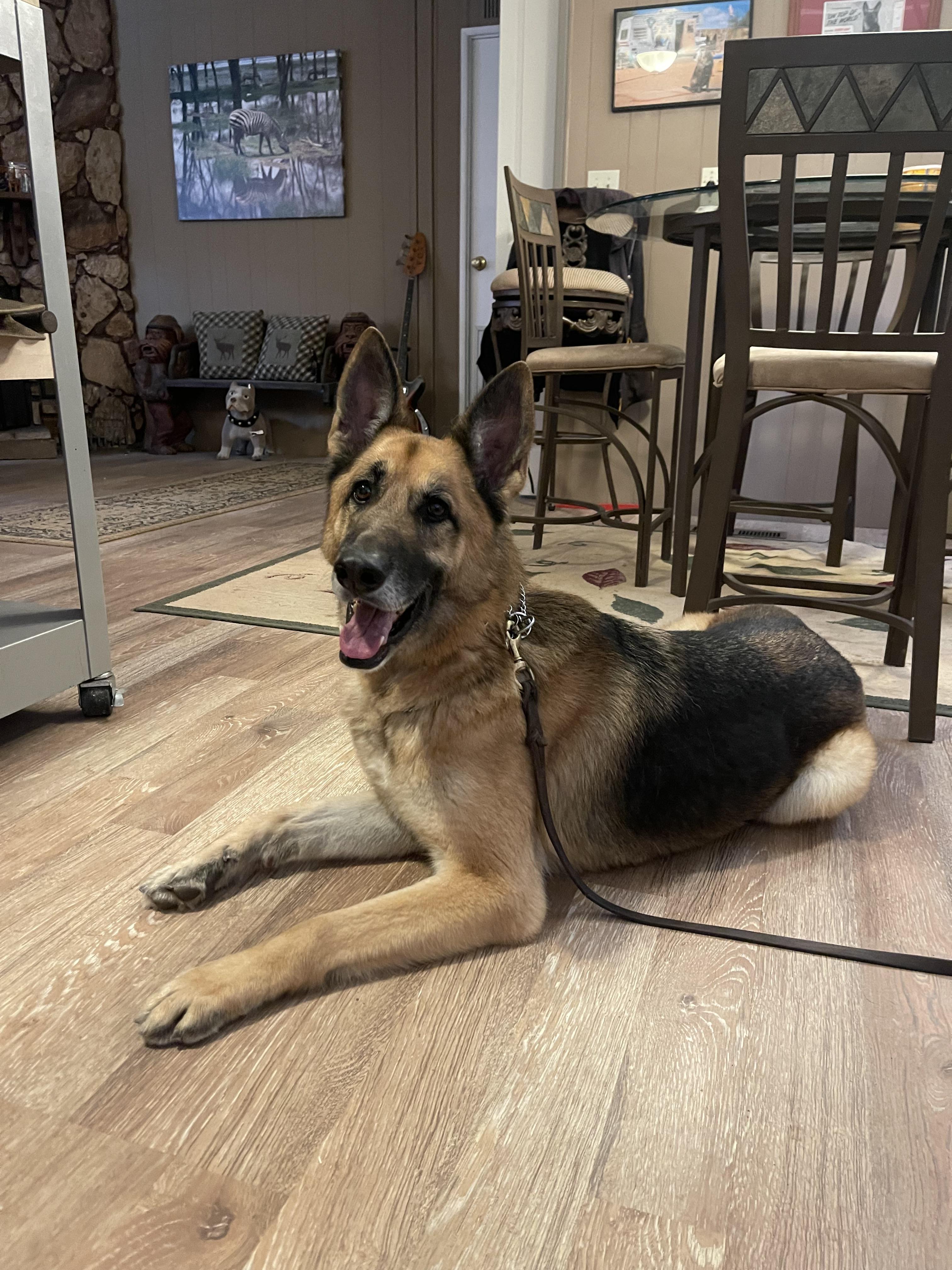 Enlarge Skywalker, a Adoptable German Shepherd Dog in Vancouver, WA image 2/6