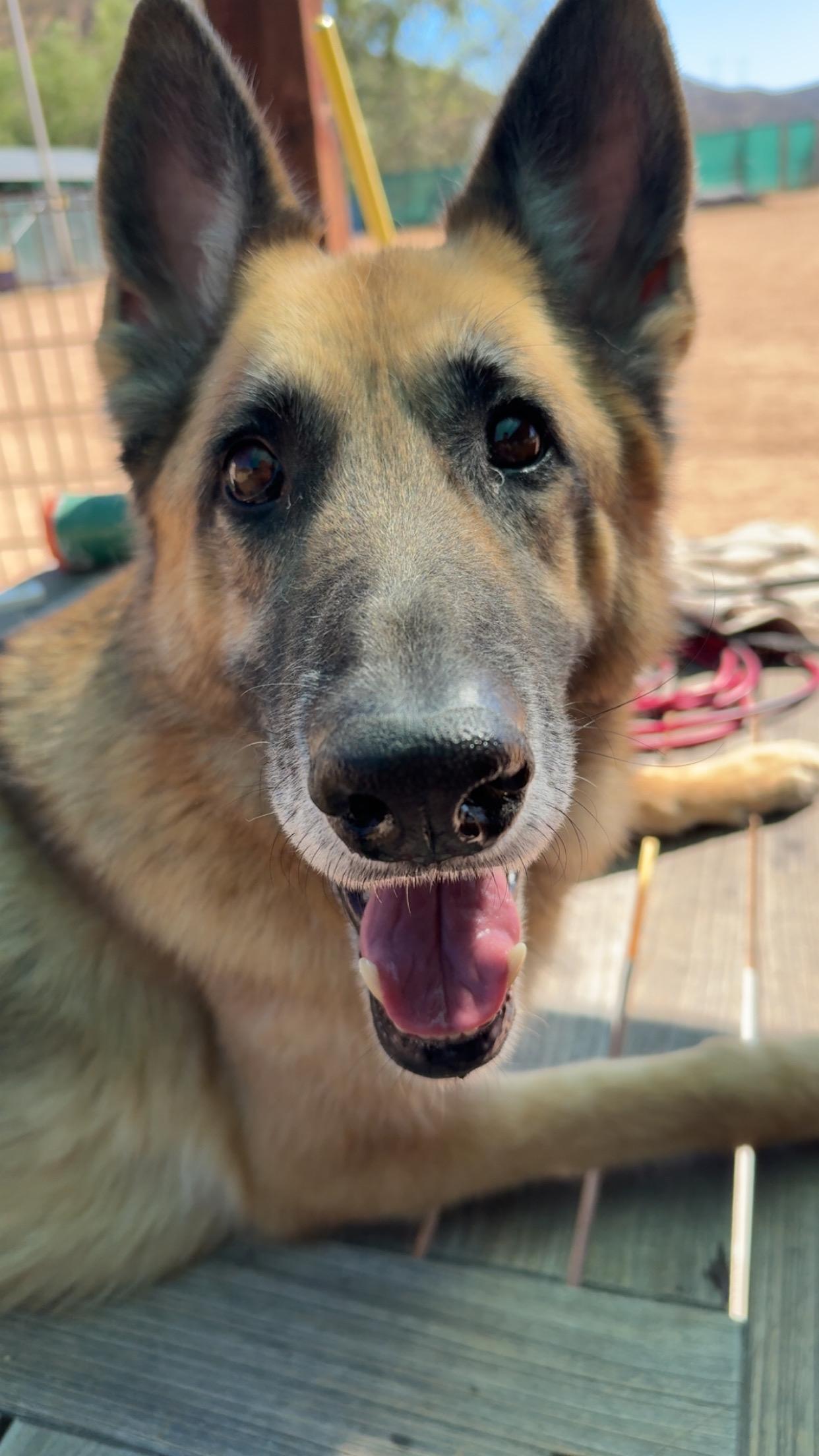 Enlarge Skywalker, a Adoptable German Shepherd Dog in Vancouver, WA image 3/6