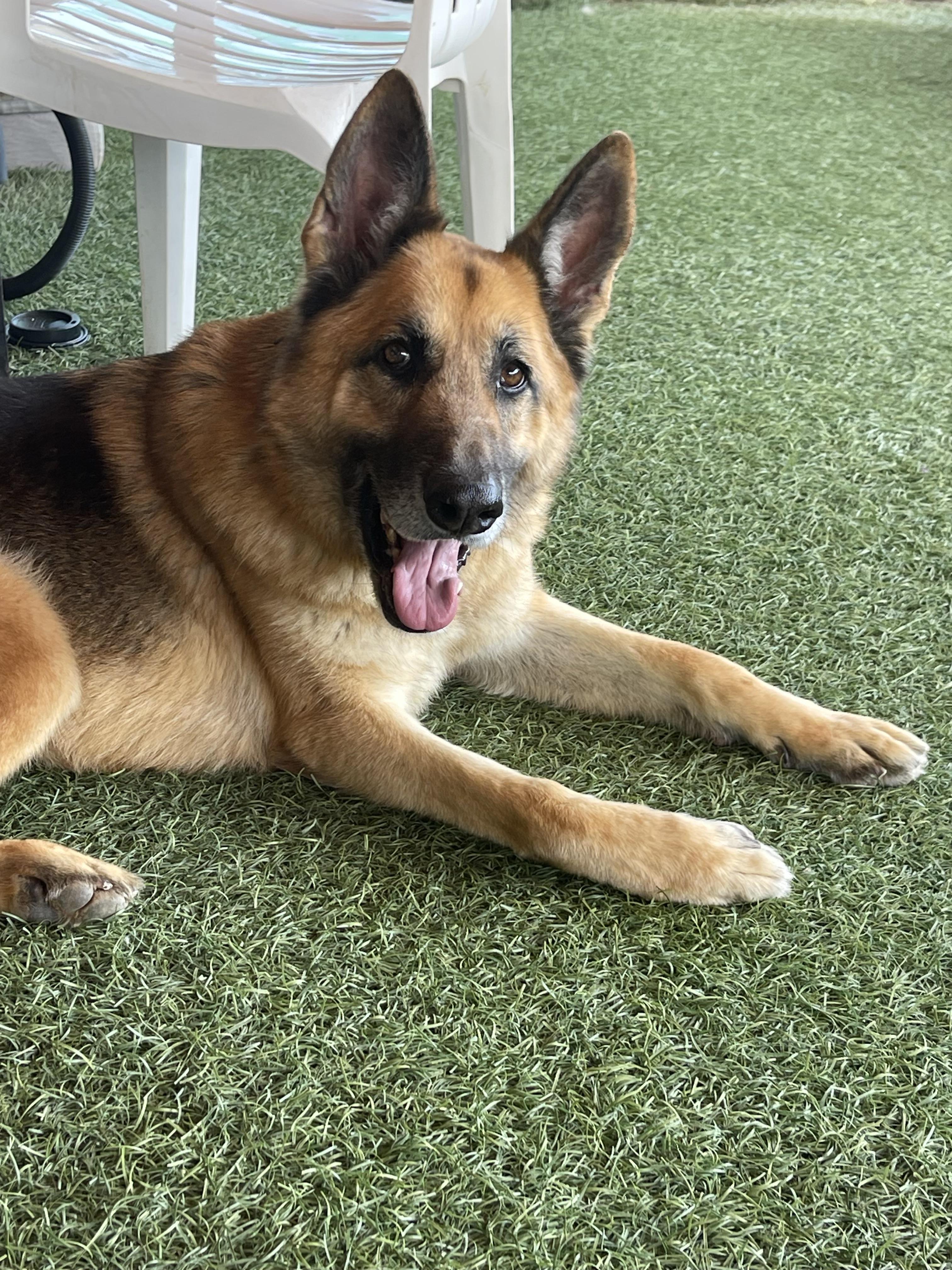 Enlarge Skywalker, a Adoptable German Shepherd Dog in Vancouver, WA image 4/6