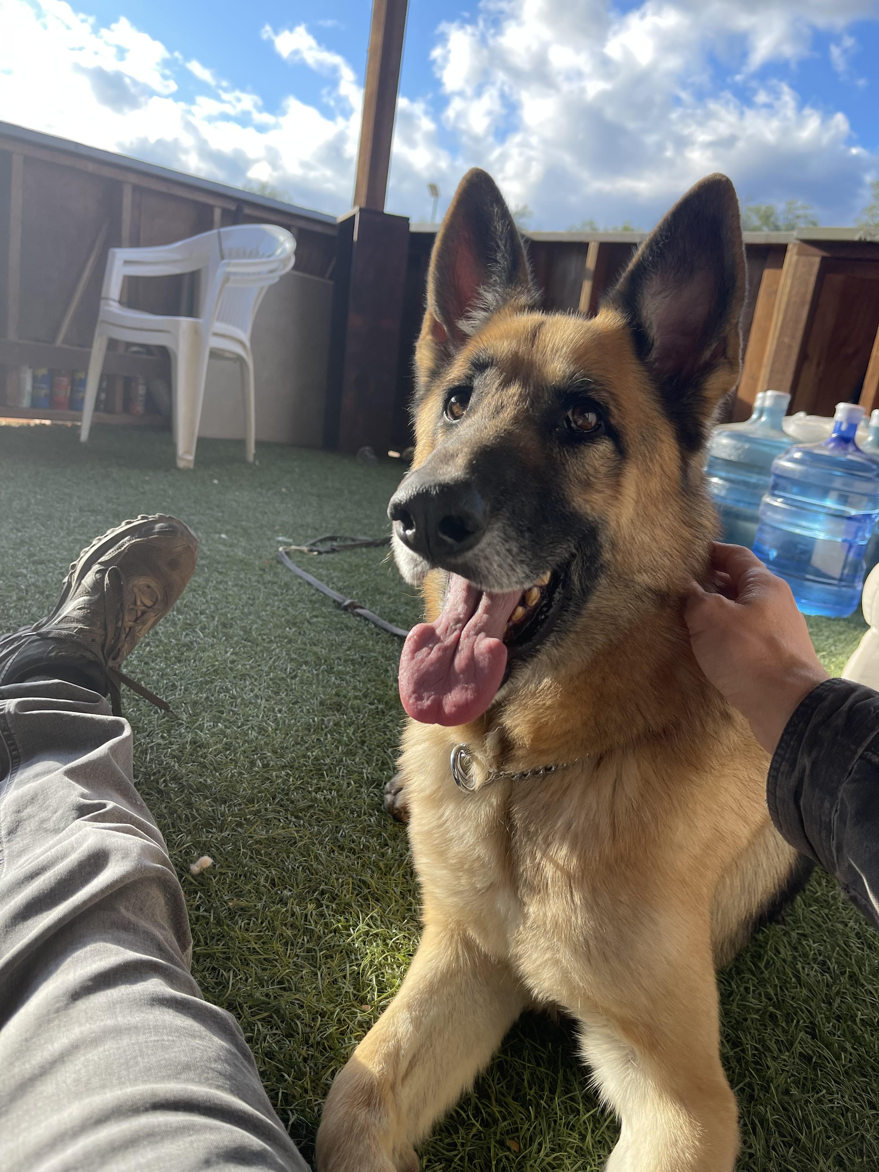 Enlarge Skywalker, a Adoptable German Shepherd Dog in Vancouver, WA image 5/6