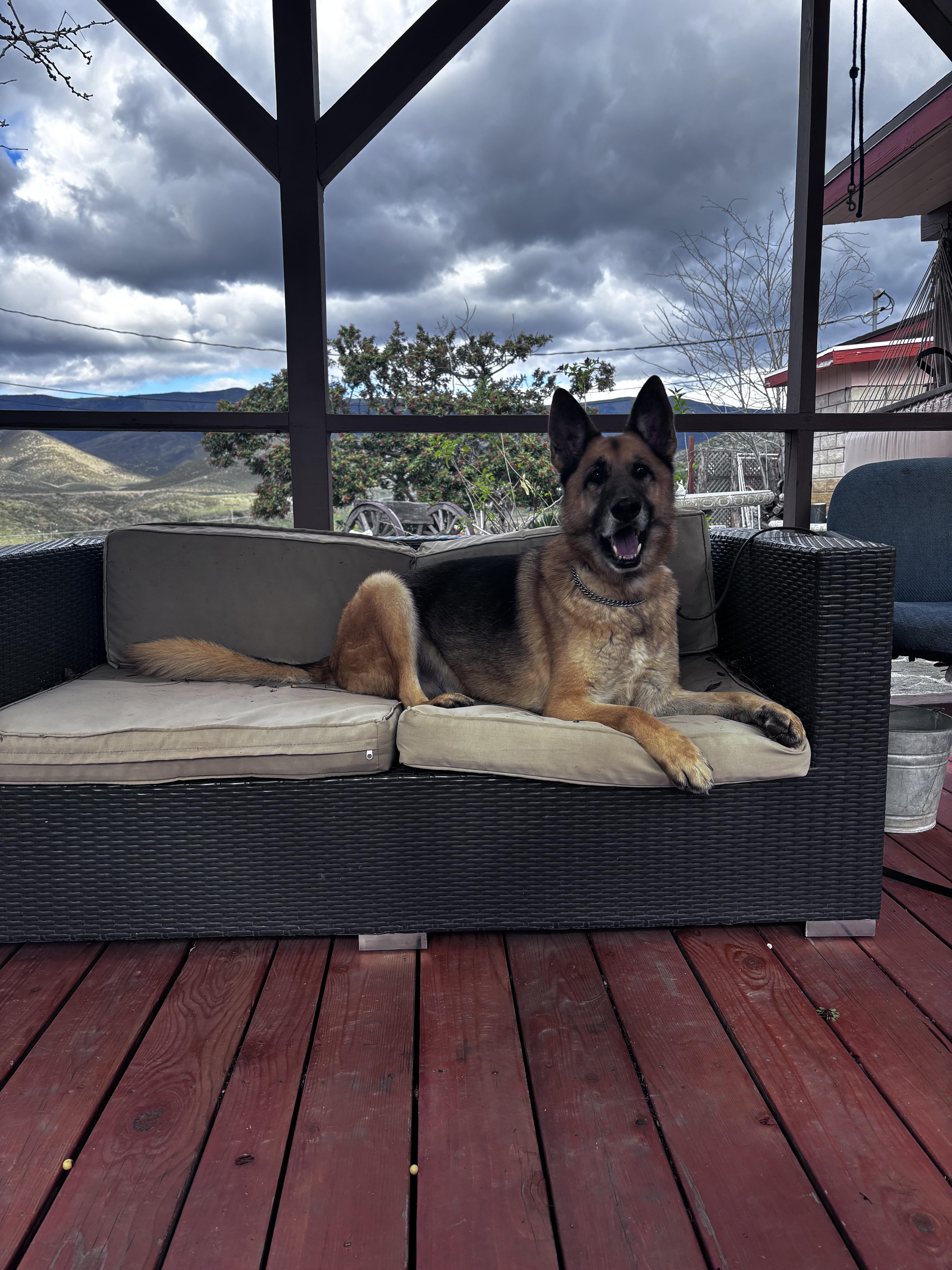 Enlarge Skywalker, a Adoptable German Shepherd Dog in Vancouver, WA image 6/6