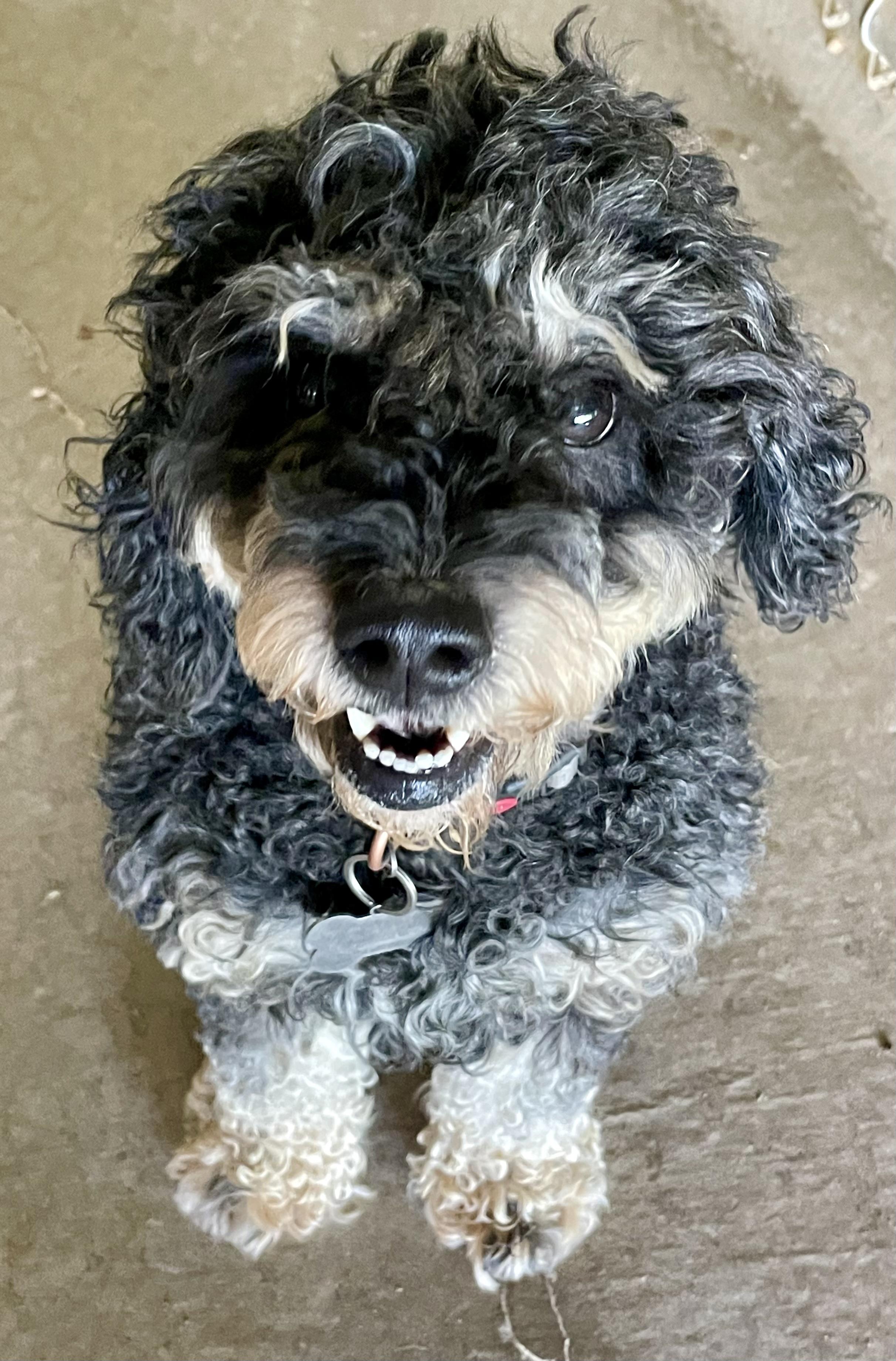 Luna, an adopted Poodle in Lacon, IL image 1/4