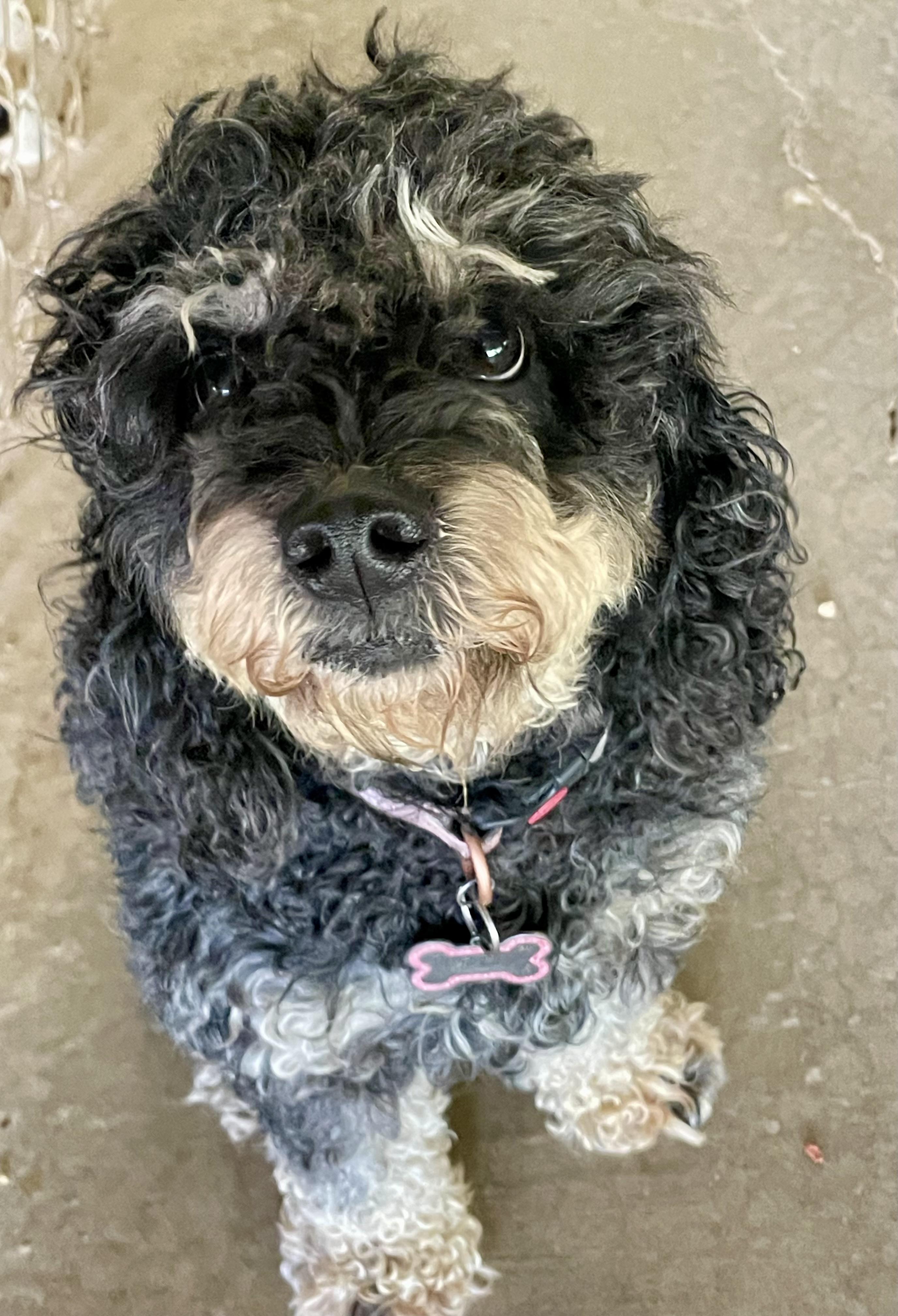 Luna, an adopted Poodle in Lacon, IL image 3/4