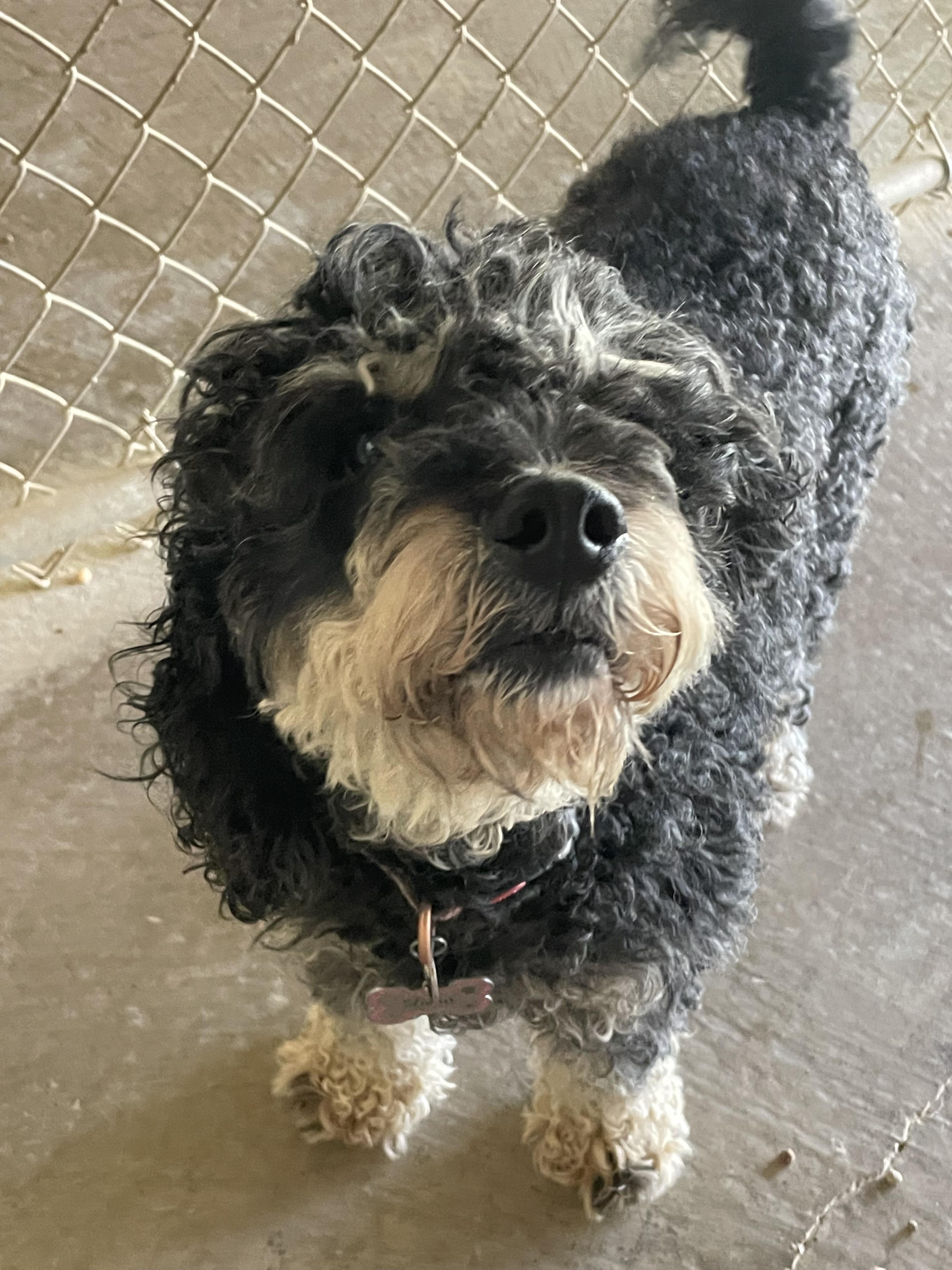 Luna, an adopted Poodle in Lacon, IL image 4/4