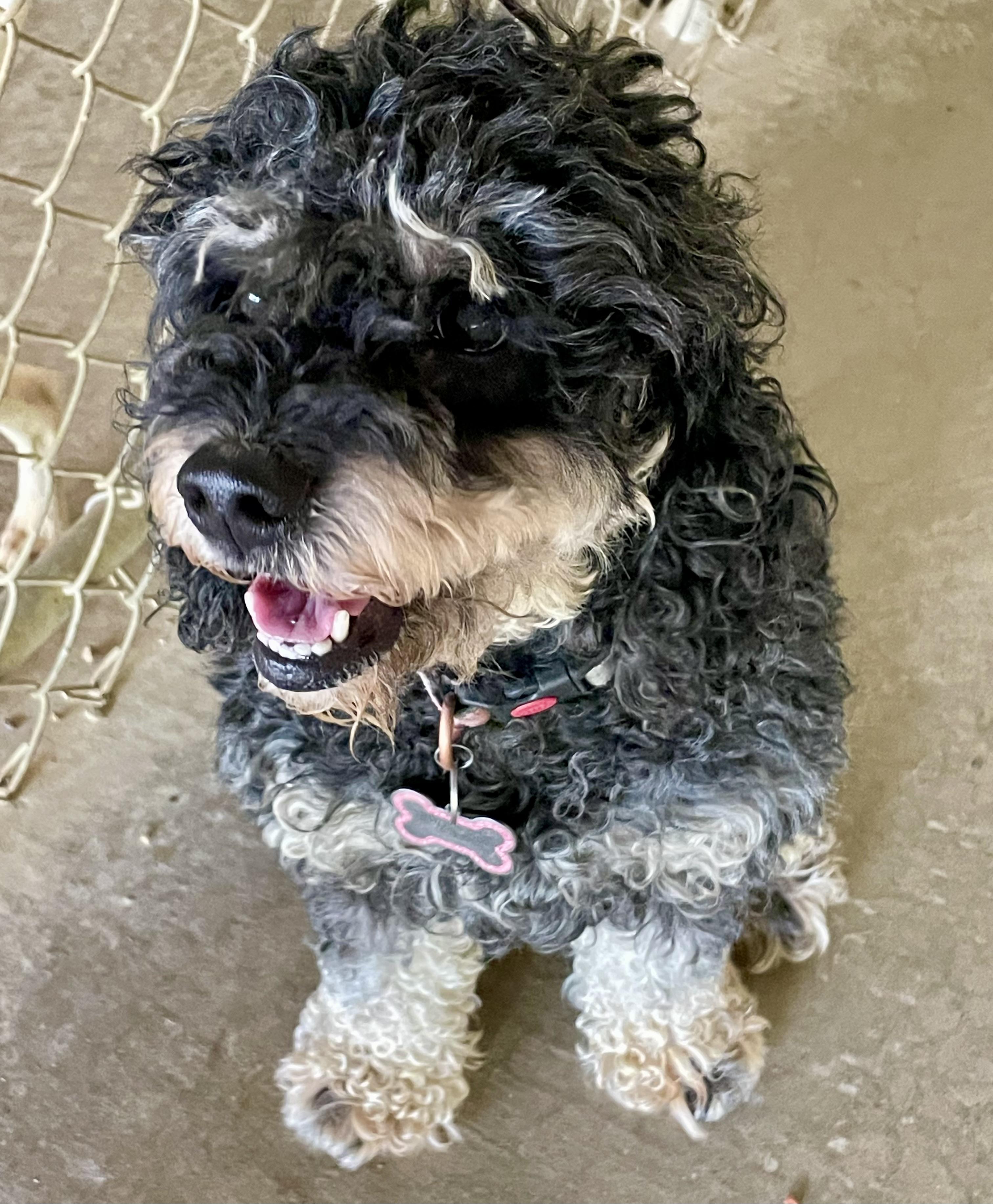 Luna, an adopted Poodle in Lacon, IL image 2/4