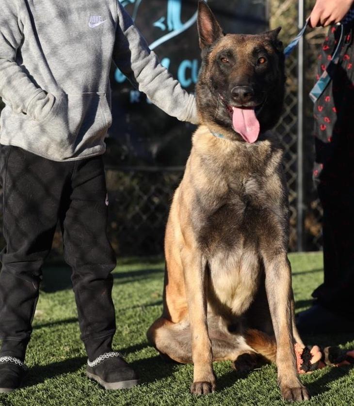 Enlarge Khan, a Adopted mixed breed in Naperville, IL image 1/6